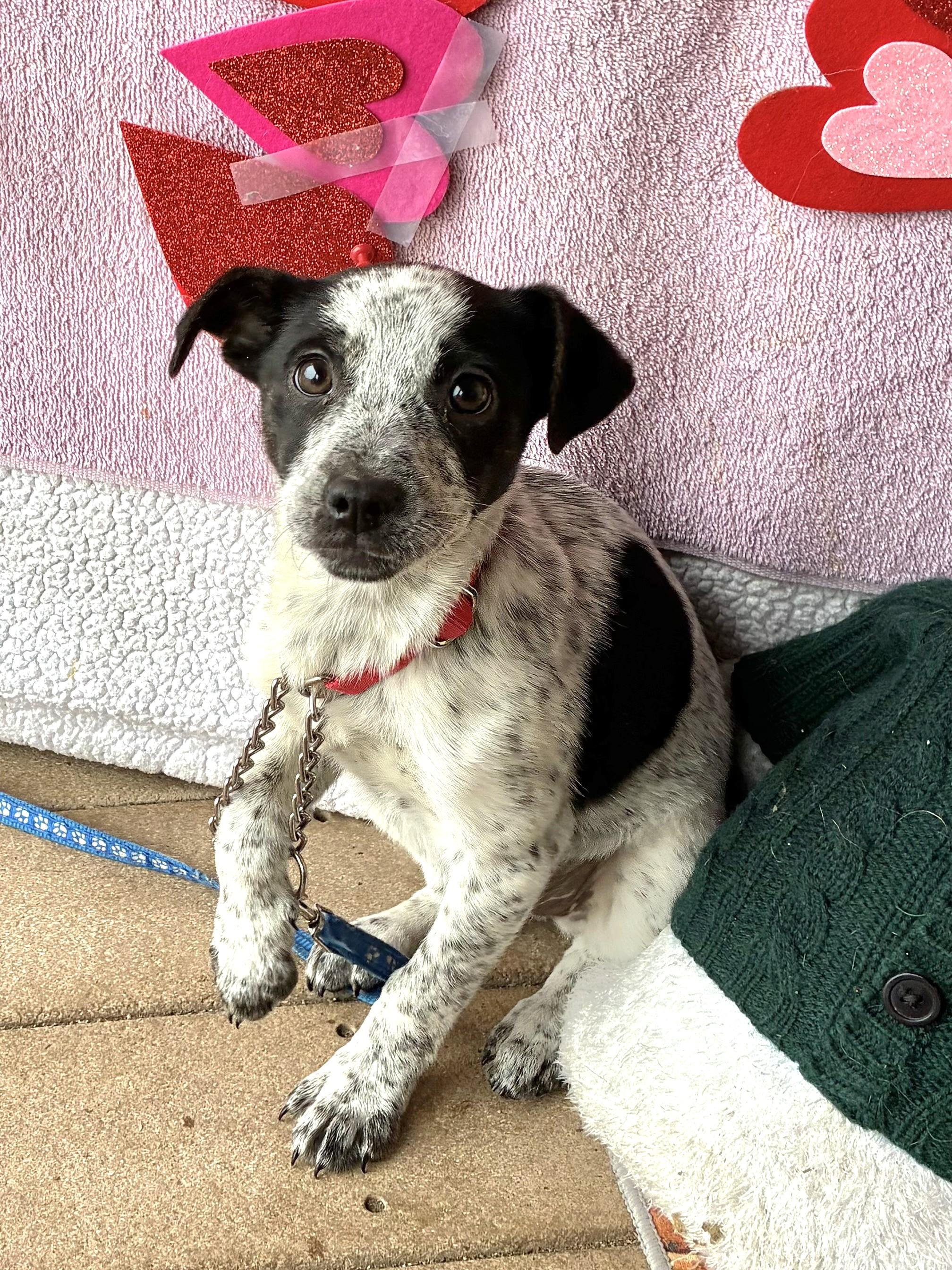 Dixie Moon, Adoptable, Puppy Female Australian Cattle Dog / Blue Heeler.