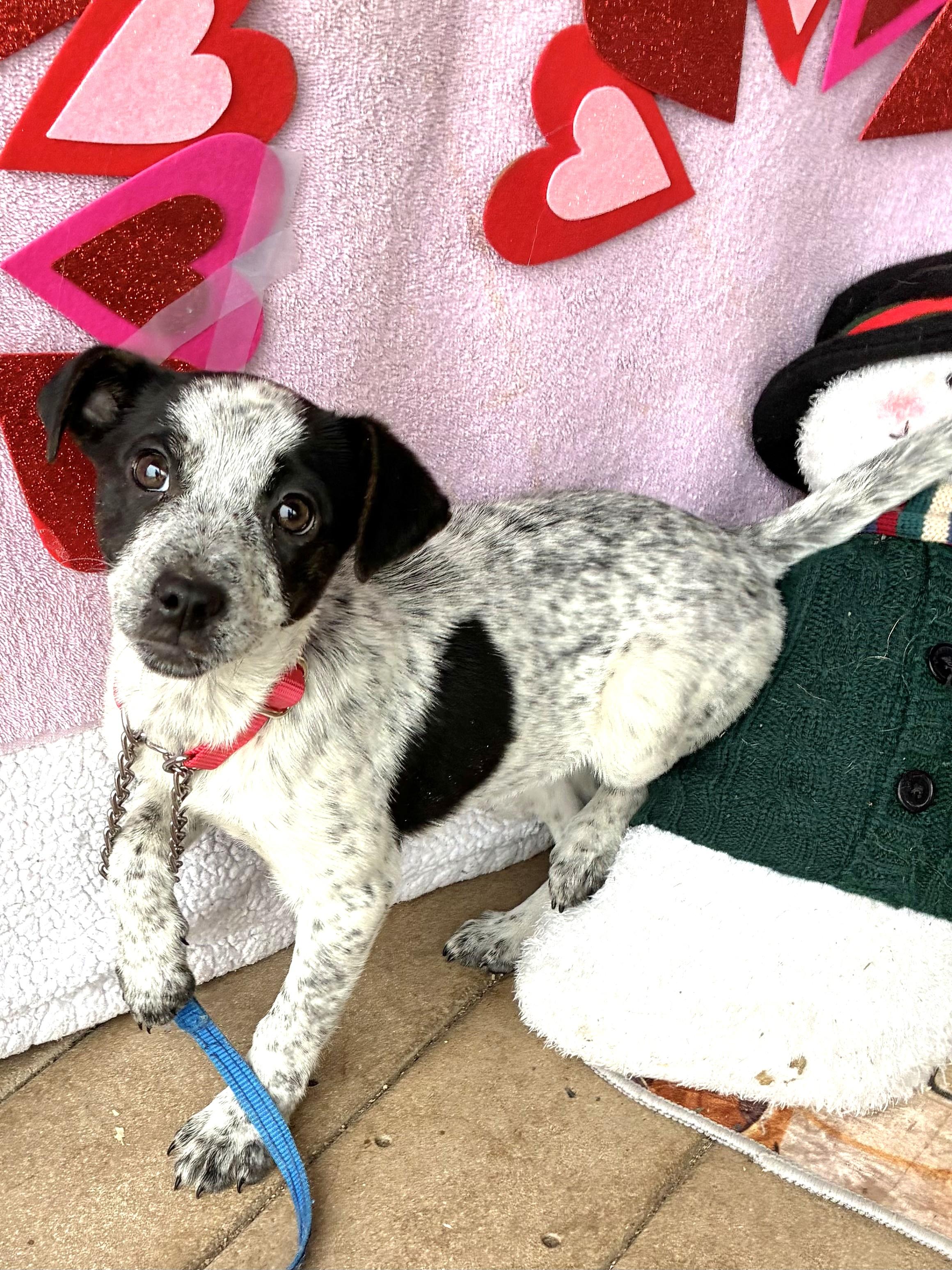 Enlarge Dixie Moon, a Adoptable mixed breed in West Chicago, IL image 2/3