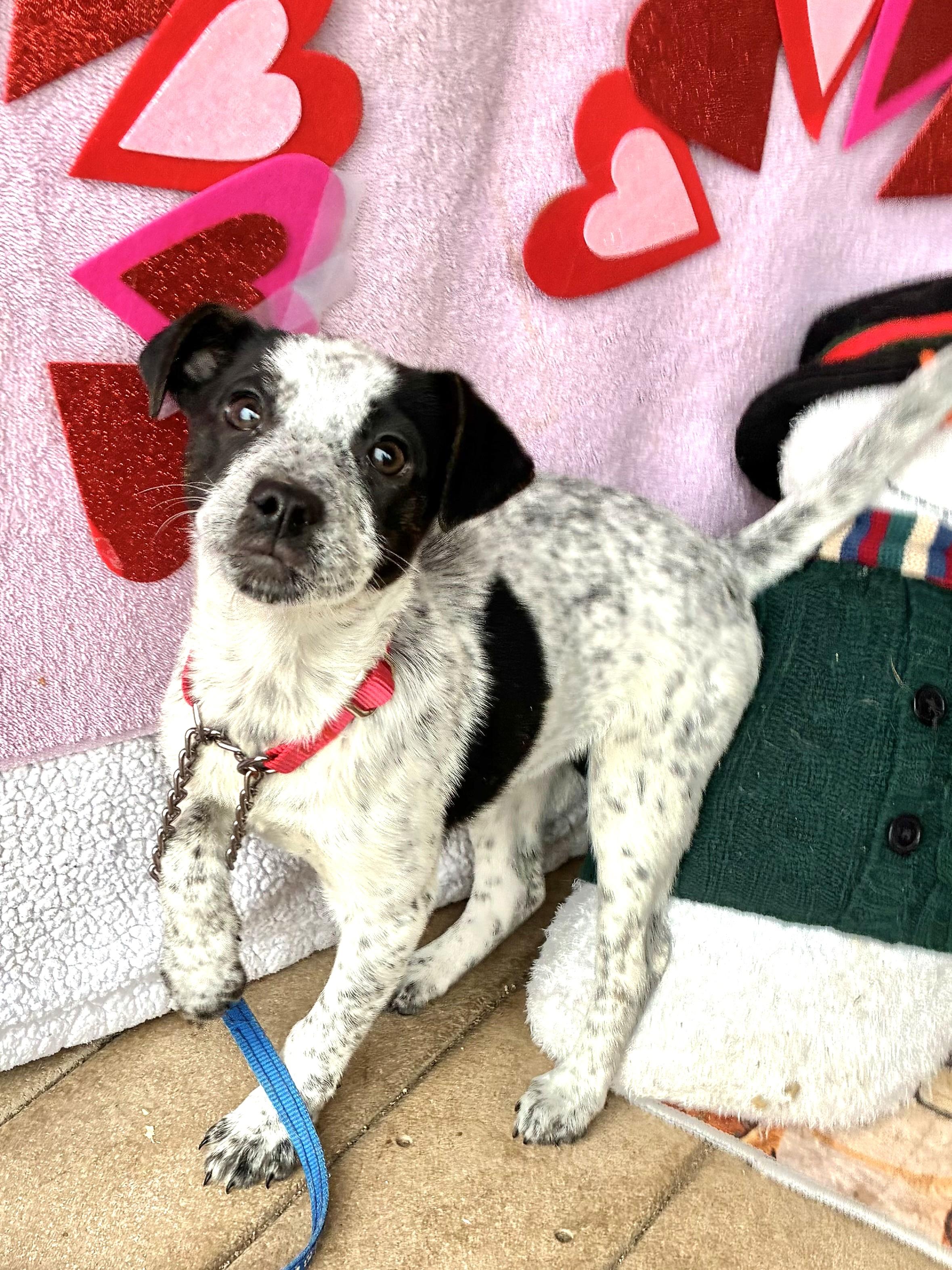 Enlarge Dixie Moon, a Adoptable mixed breed in West Chicago, IL image 3/3