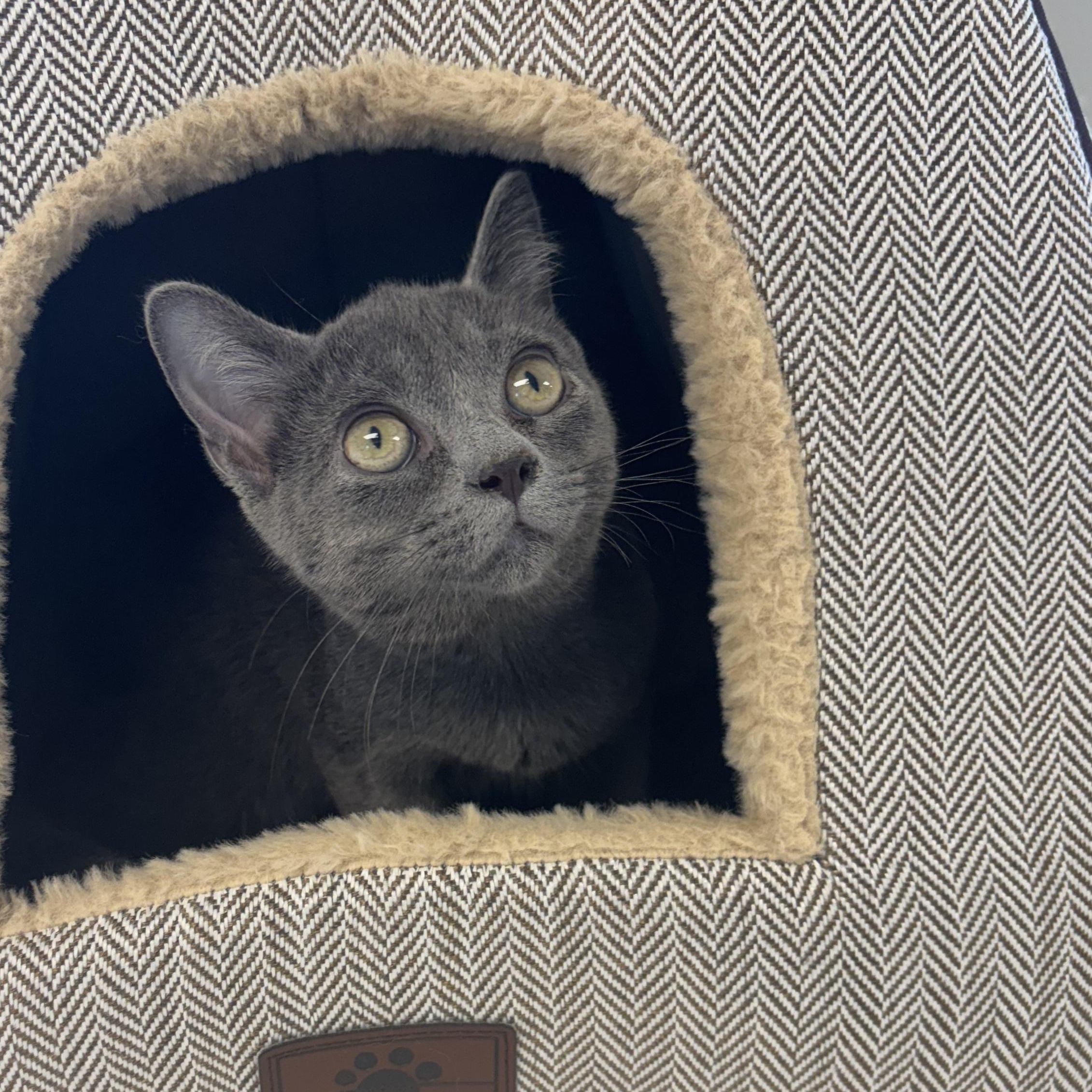 Shangri-La, an adopted Domestic Short Hair in Liberty, MO image 3/5