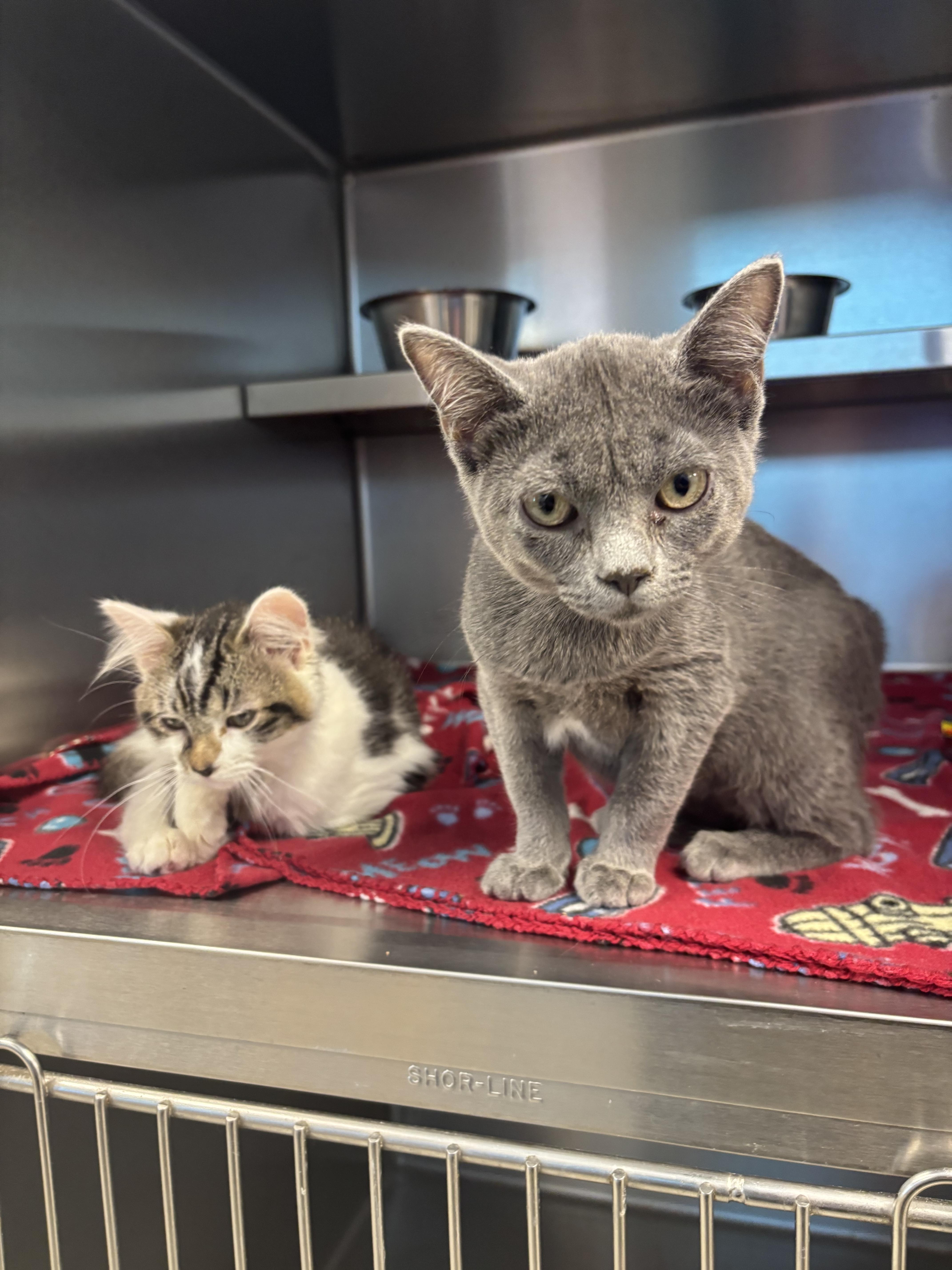 Shangri-La, an adopted Domestic Short Hair in Liberty, MO image 5/5