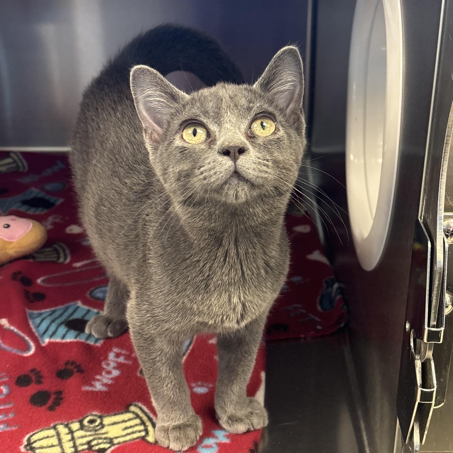 Shangri-La, adopted, Kitten Female Domestic Short Hair.
