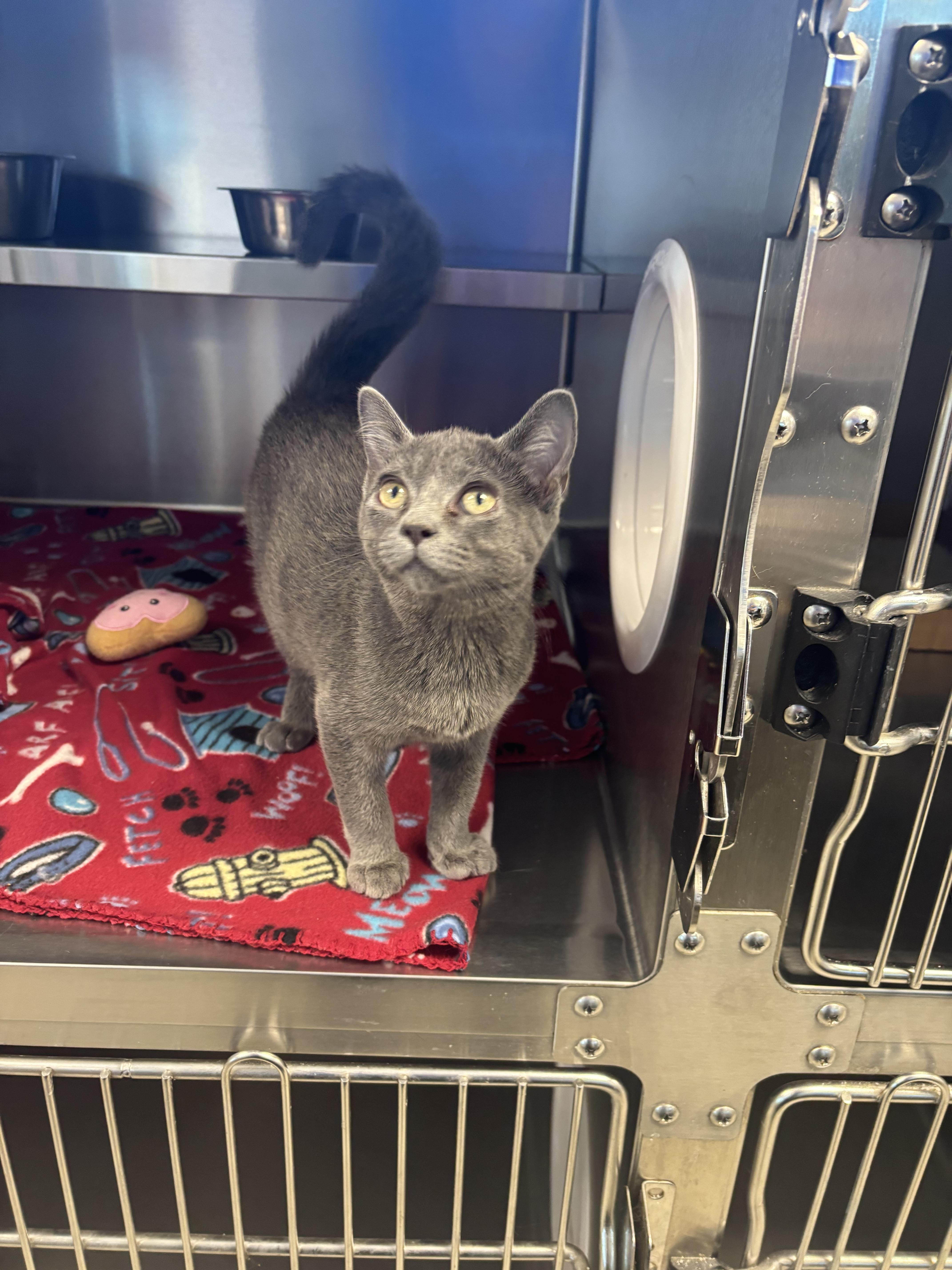 Shangri-La, an adopted Domestic Short Hair in Liberty, MO image 4/5