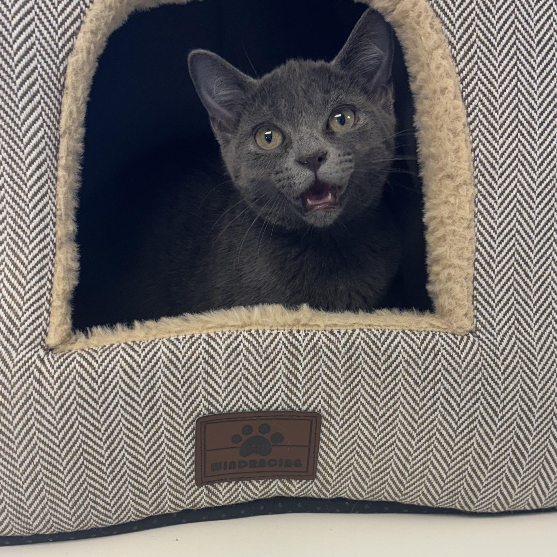 Shangri-La, an adopted Domestic Short Hair in Liberty, MO image 2/5