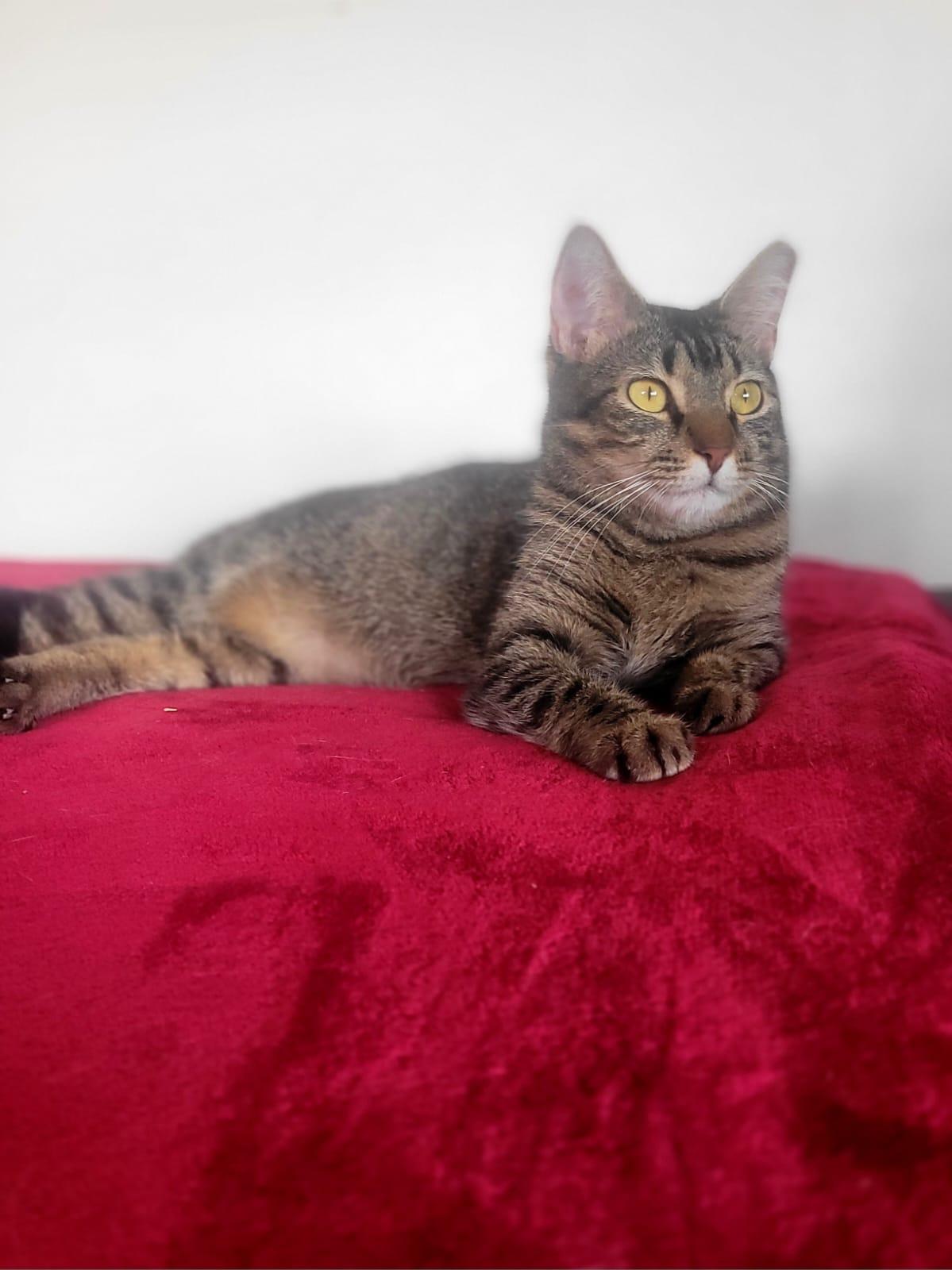 Channel, a Adoptable American Shorthair in Yonkers, NY image 3/6