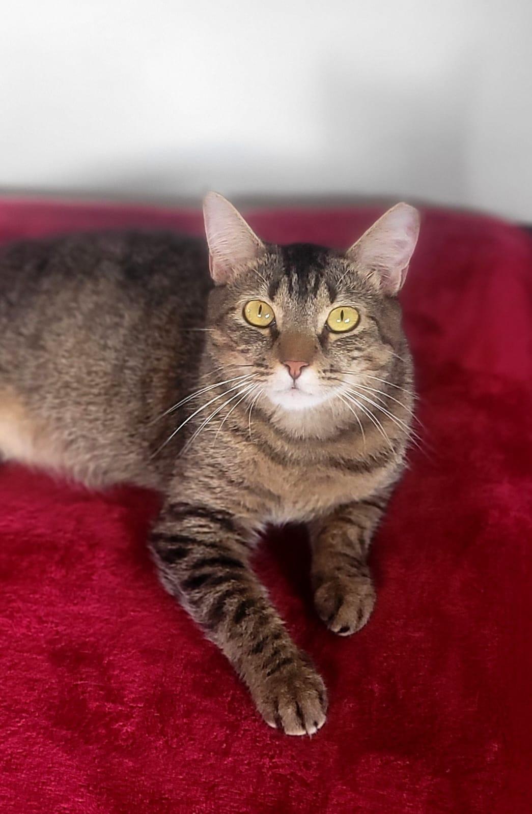 Channel, a Adoptable American Shorthair in Yonkers, NY image 4/6