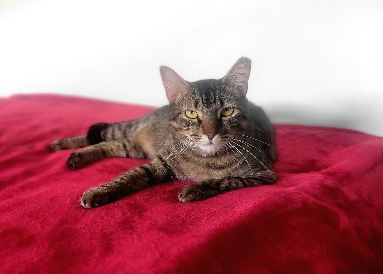 Channel, a Adoptable American Shorthair in Yonkers, NY image 2/6