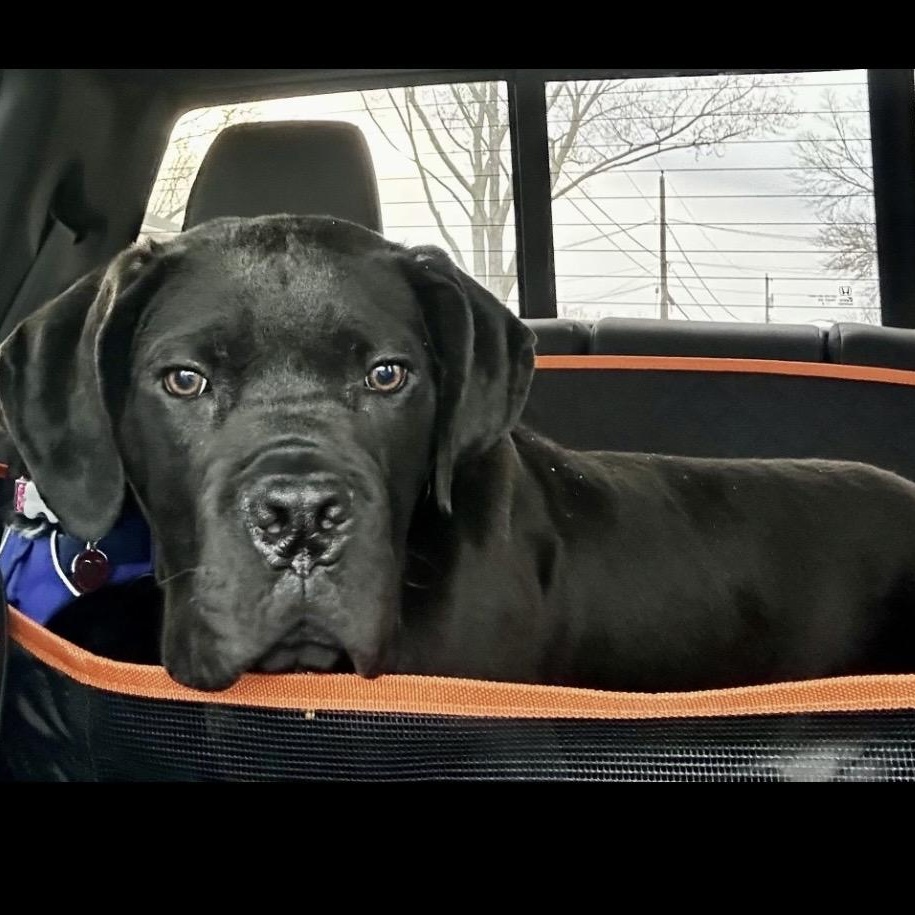 Marco, a ADOPTABLE Cane Corso in Cleveland, OH image 2/6