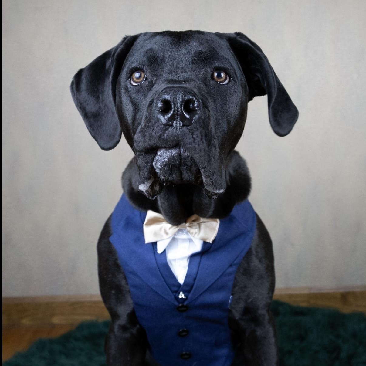 Marco, a ADOPTABLE Cane Corso in Cleveland, OH image 5/6