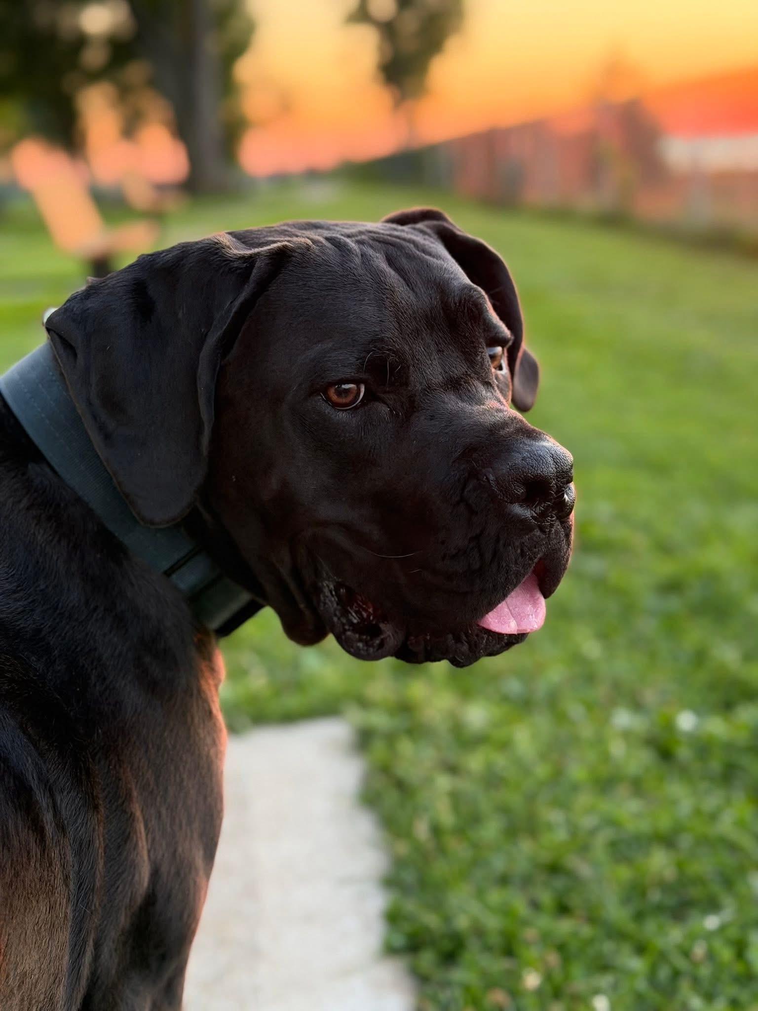 Marco, Adoptable, Puppy Male Cane Corso.