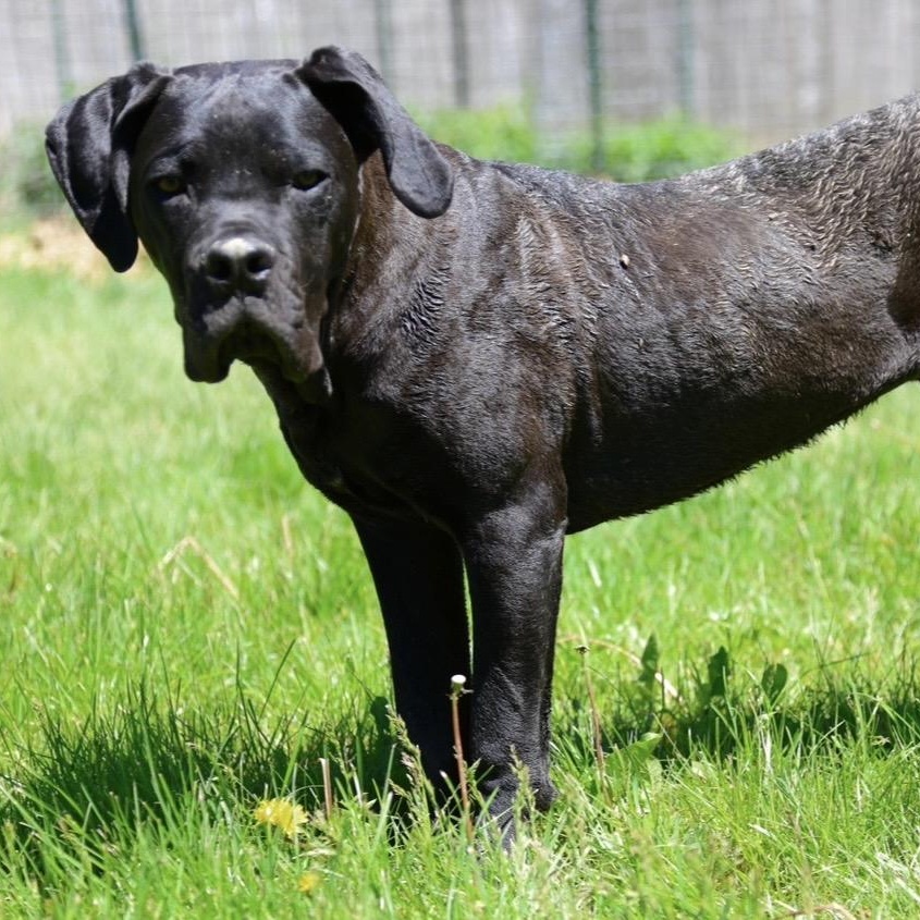 Marco, a ADOPTABLE Cane Corso in Cleveland, OH image 4/6