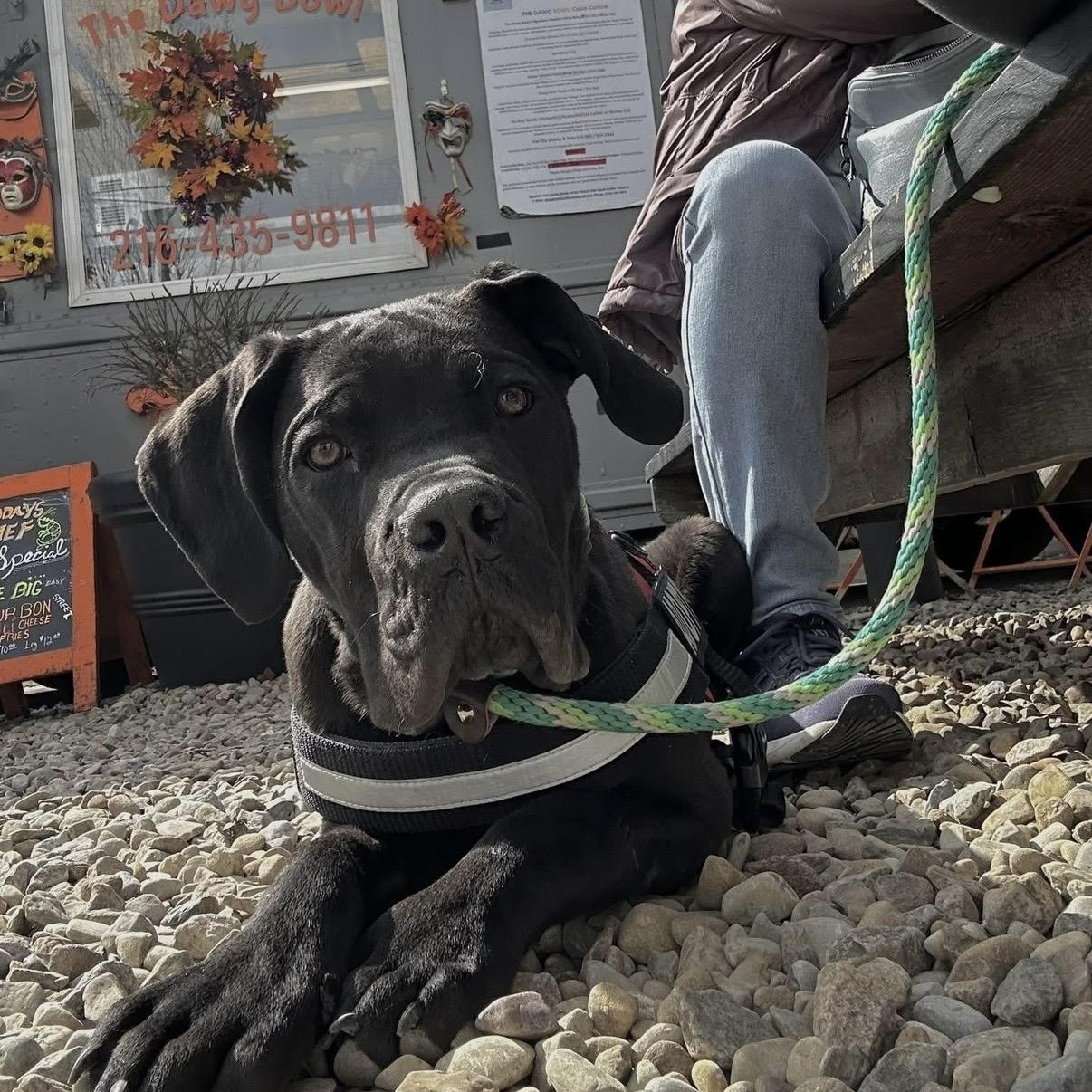 Marco, a ADOPTABLE Cane Corso in Cleveland, OH image 3/6