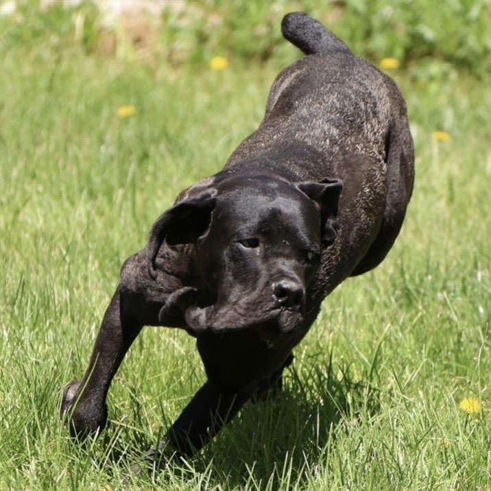 Marco, a ADOPTABLE Cane Corso in Cleveland, OH image 6/6