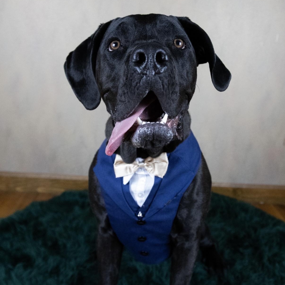 Marco, ADOPTABLE, Puppy Male Cane Corso.