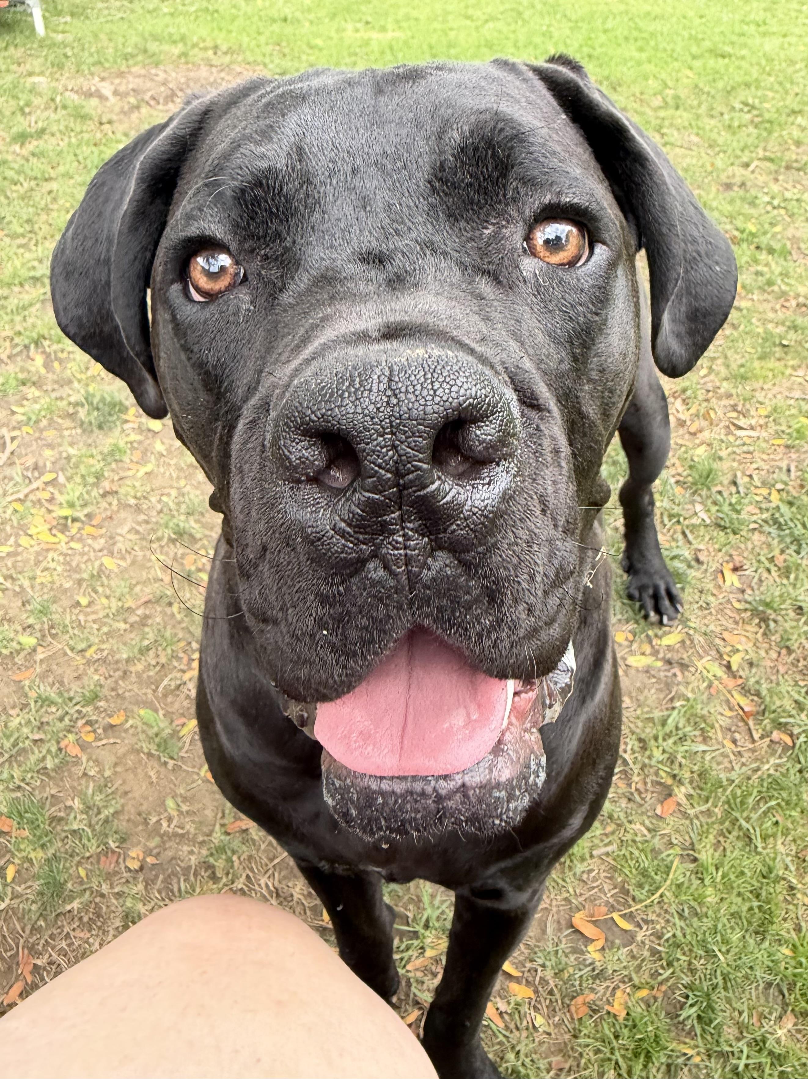 Enlarge Marco, a Adoptable Cane Corso in Cleveland, OH image 6/6