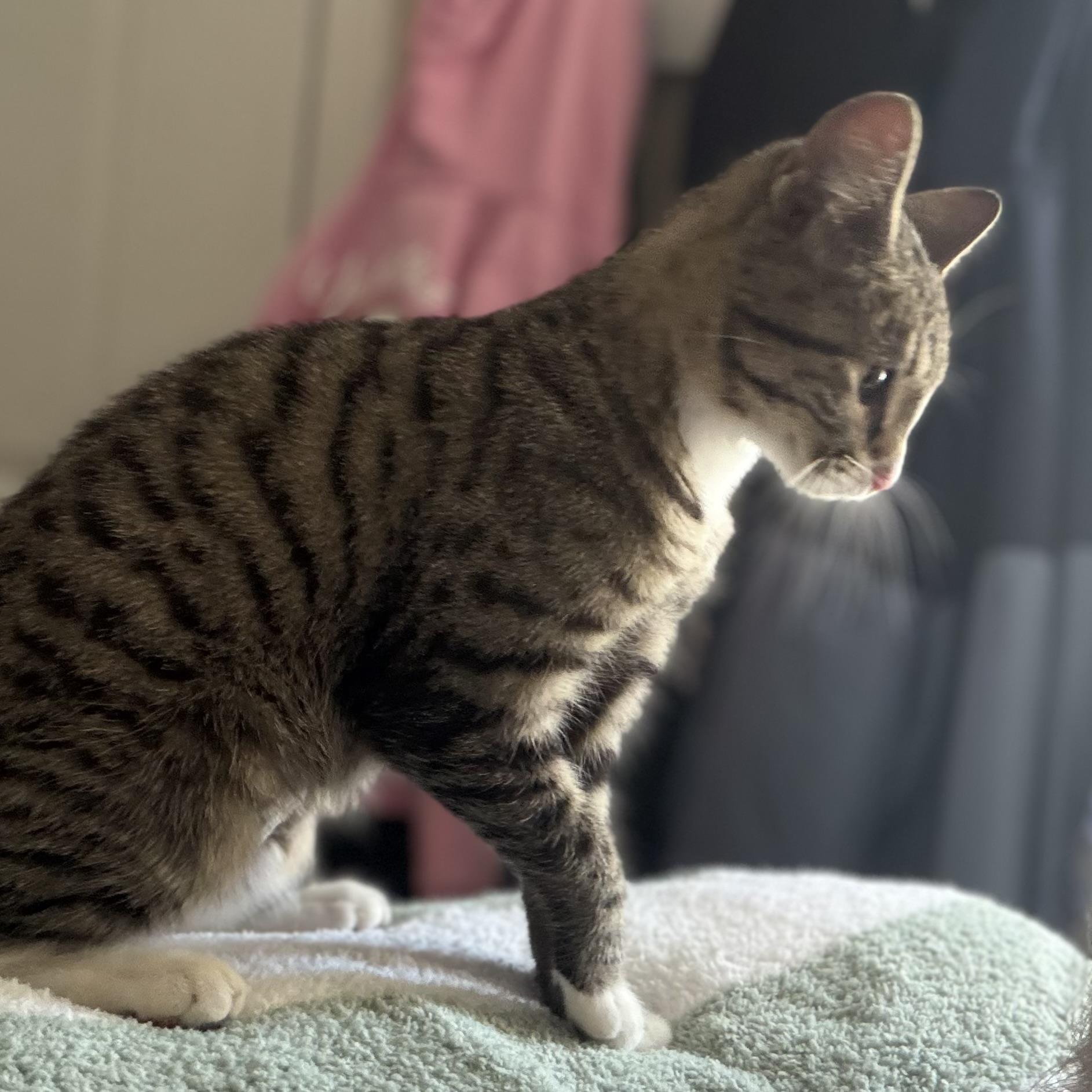 Clarabel, ADOPTABLE, Kitten Female Domestic Short Hair.