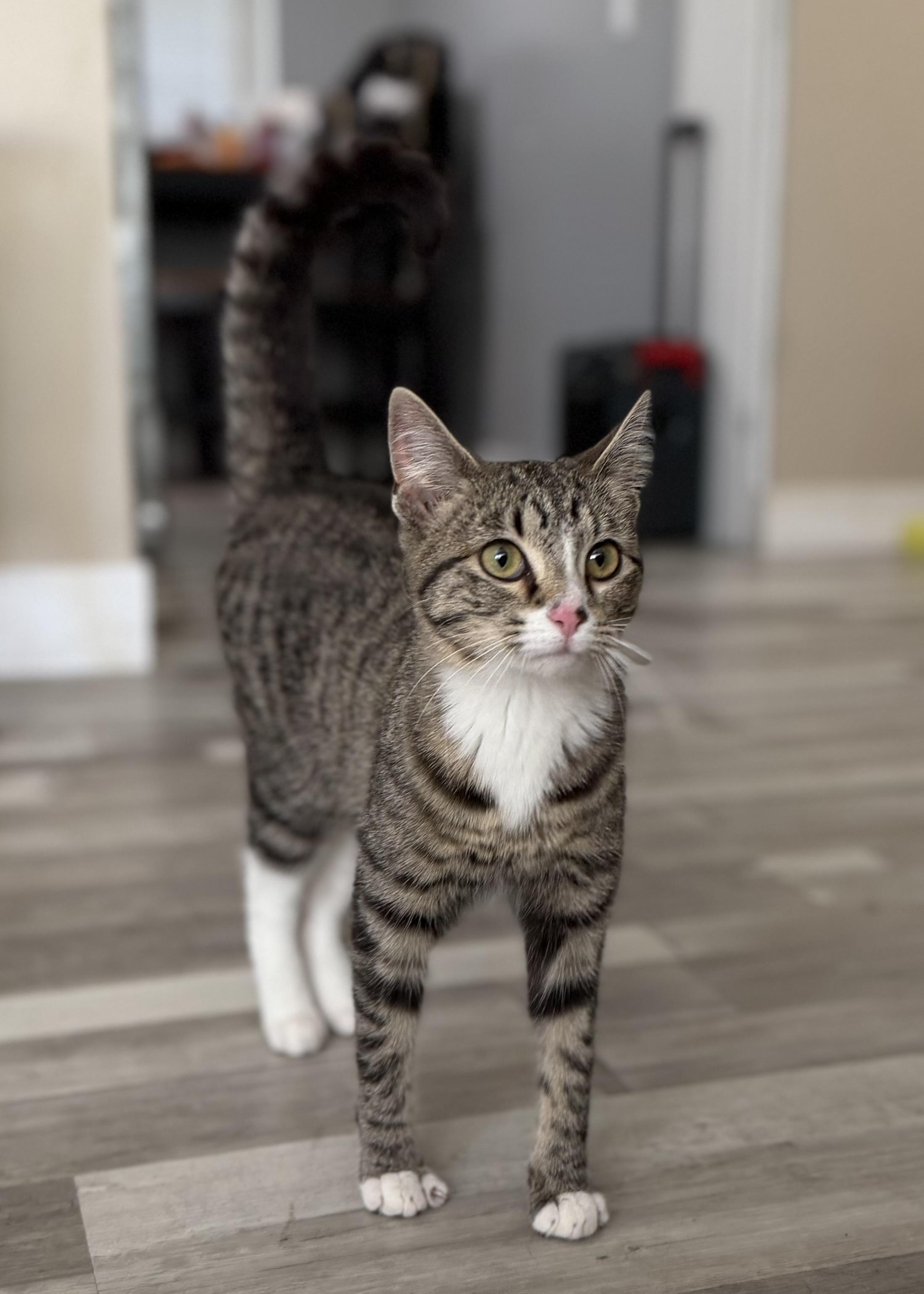 Enlarge Clarabel, a ADOPTABLE Domestic Short Hair in Pocatello, ID image 3/3