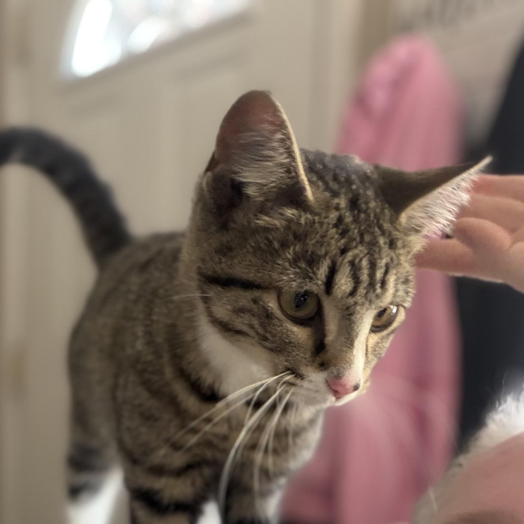Enlarge Clarabel, a ADOPTABLE Domestic Short Hair in Pocatello, ID image 2/3