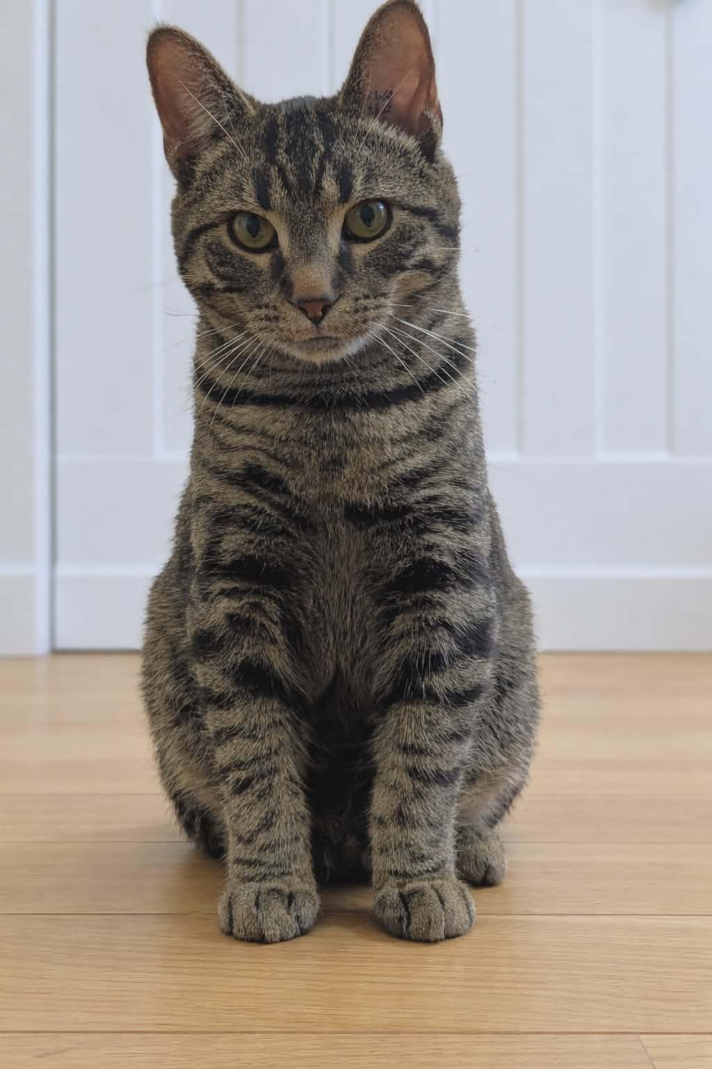 Mozzie, an adopted Domestic Short Hair in Winnipeg, MB image 2/4