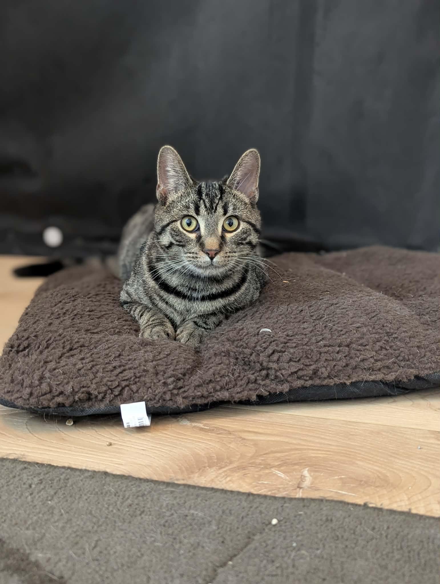 Mozzie, an adopted Domestic Short Hair in Winnipeg, MB image 3/4