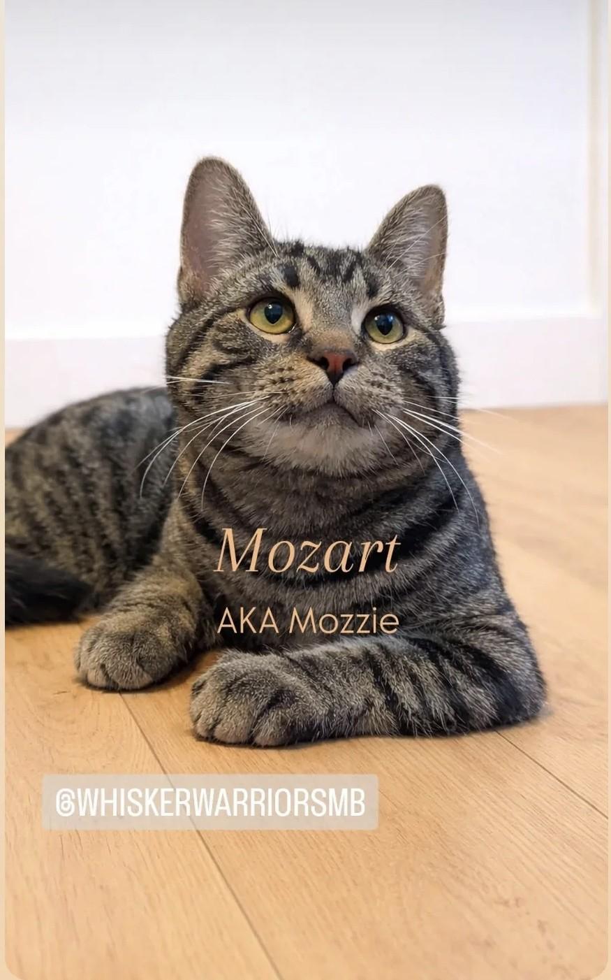 Mozzie, adopted, Young Male Domestic Short Hair.