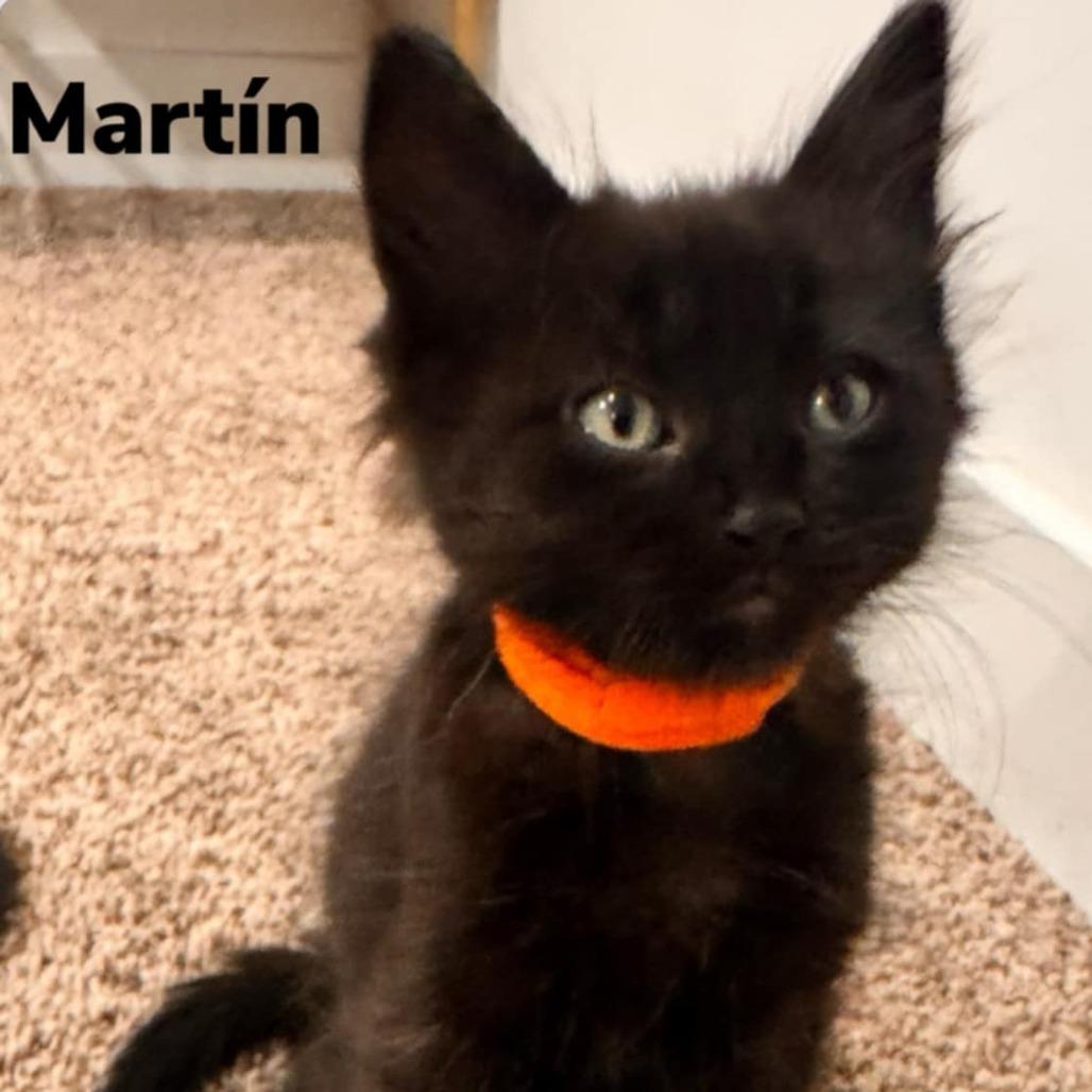 Enlarge Martin, a Adoptable Domestic Short Hair in Grantsville, UT image 1/1