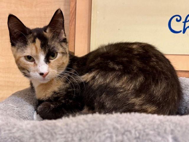 Dilly 10.10.25, Adoptable, Kitten Female Domestic Short Hair.