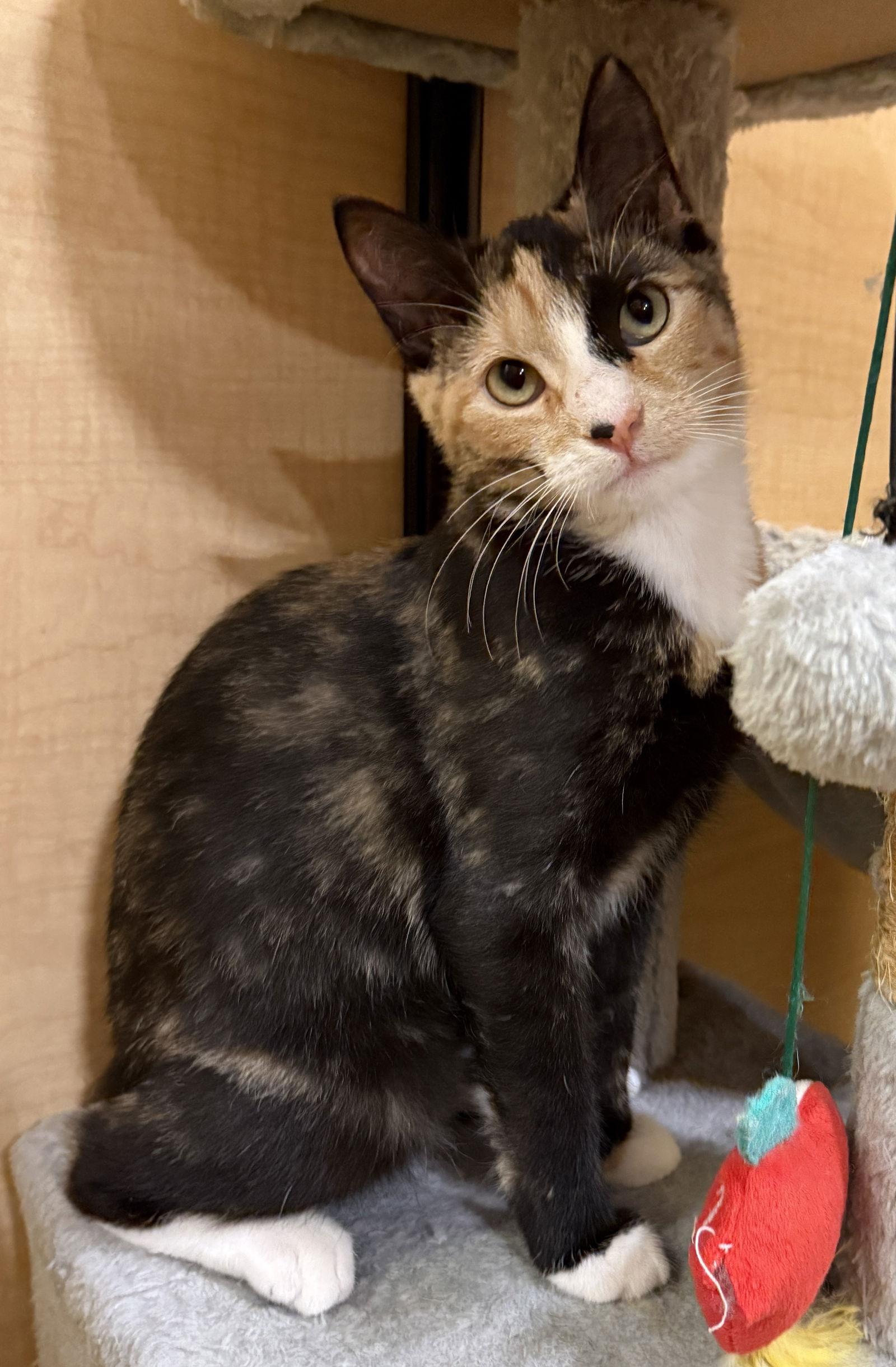 Dilly 10.10.25 — thumbnail 2