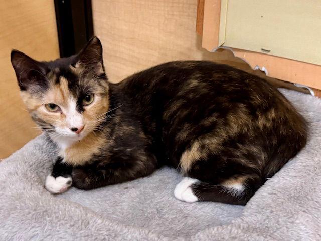 Enlarge Dilly 10.10.25, a Adoptable Domestic Short Hair in Apopka, FL image 2/3