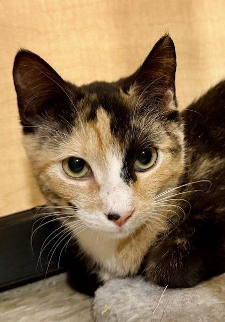 Enlarge Dilly 10.10.25, a Adoptable Domestic Short Hair in Apopka, FL image 3/3