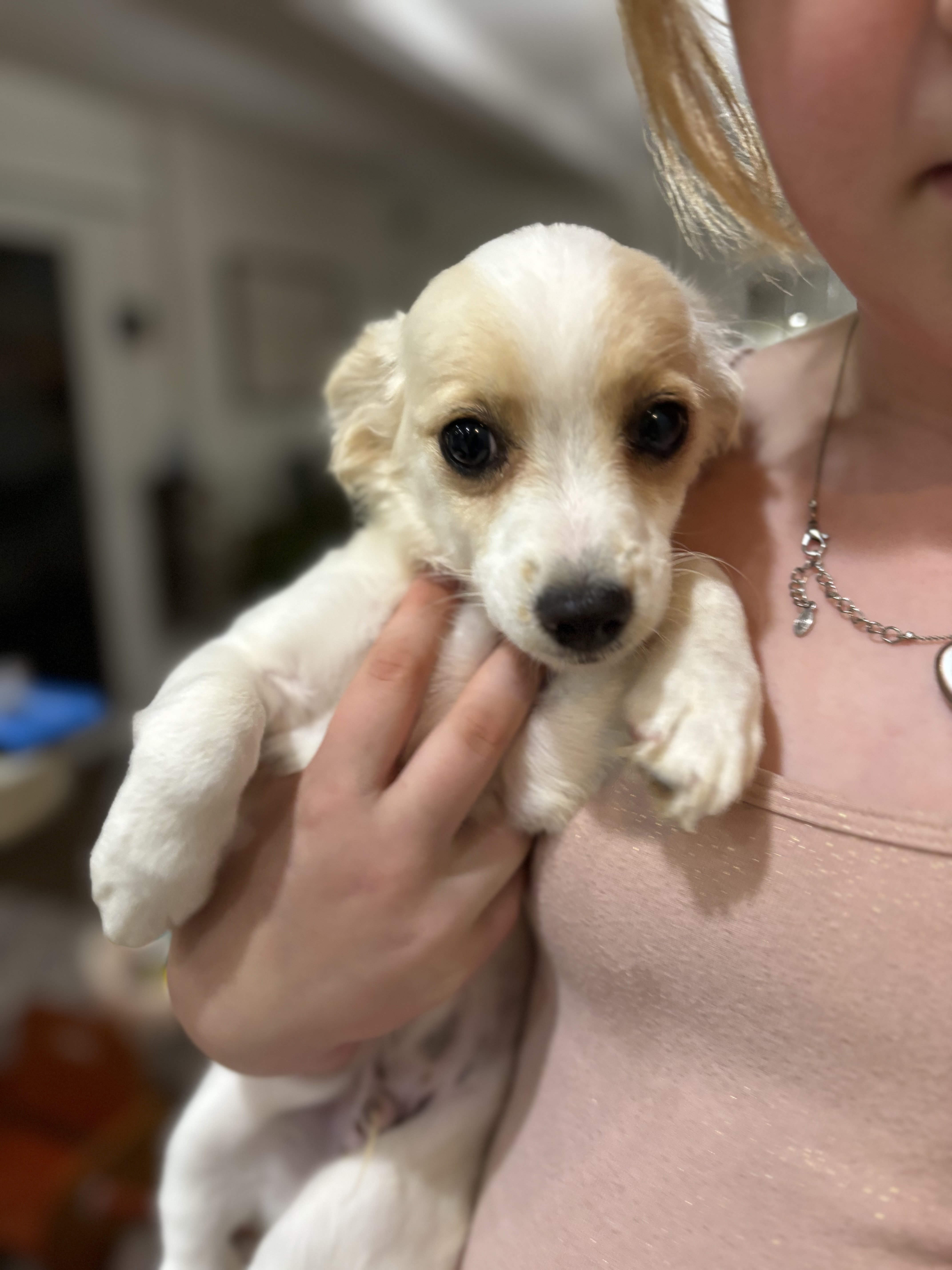 Cannoli, Adopted, Puppy Male Cocker Spaniel & Dachshund.