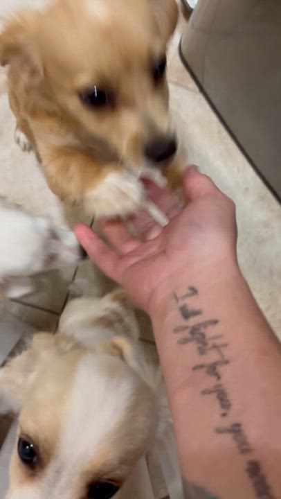 Enlarge Cannoli, a Adopted mixed breed in Corona, CA video 3/3