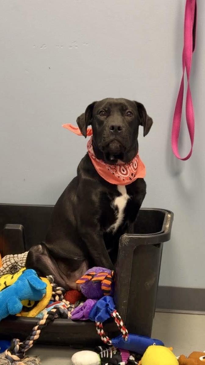 Enlarge Lavander , an adopted Terrier in Zanesville, OH image 3/3