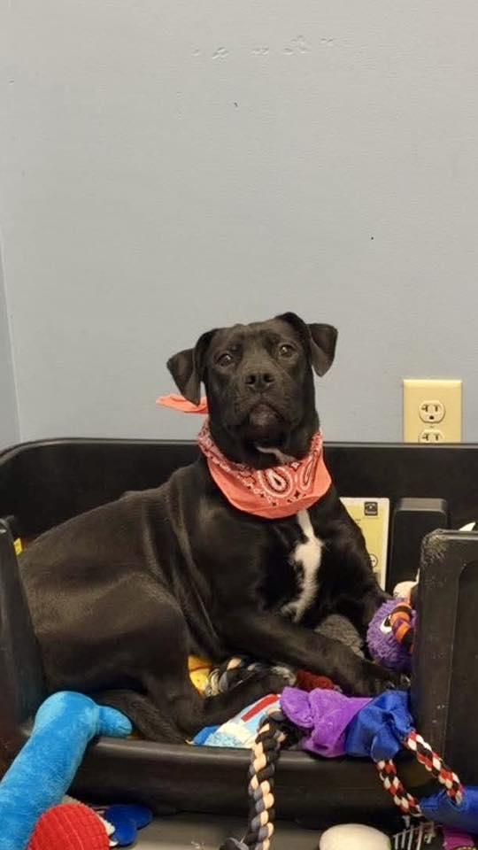 Enlarge Lavander , an adopted Terrier in Zanesville, OH image 2/3