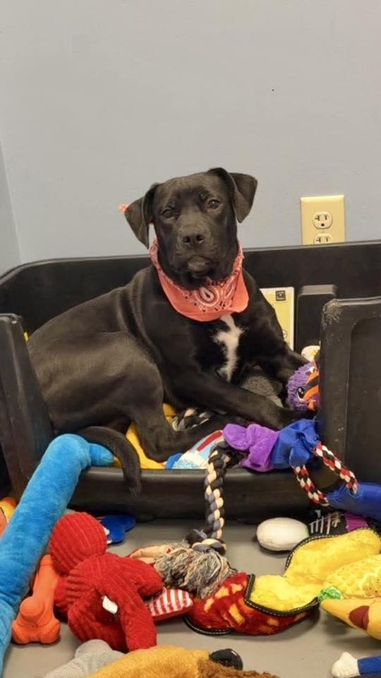 Lavander , adopted, Young Female Terrier.