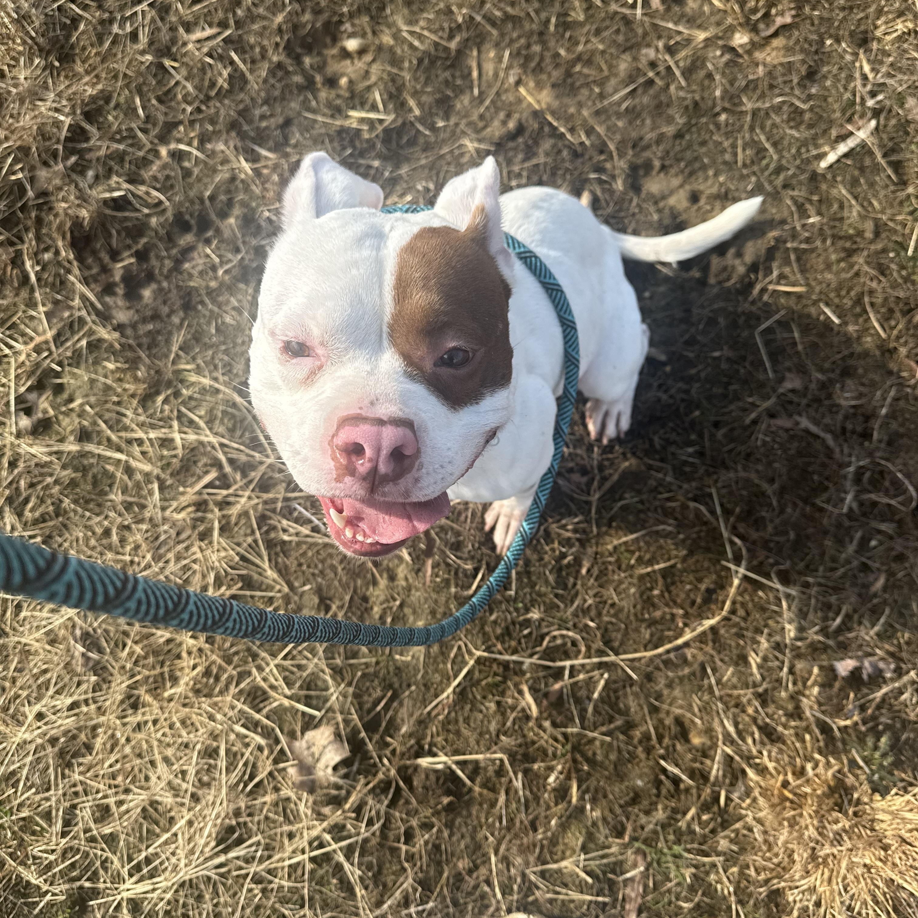 Delilah *** No Adoption Fee Through March***, an adoptable mixed breed in Stafford, VA image 2/4