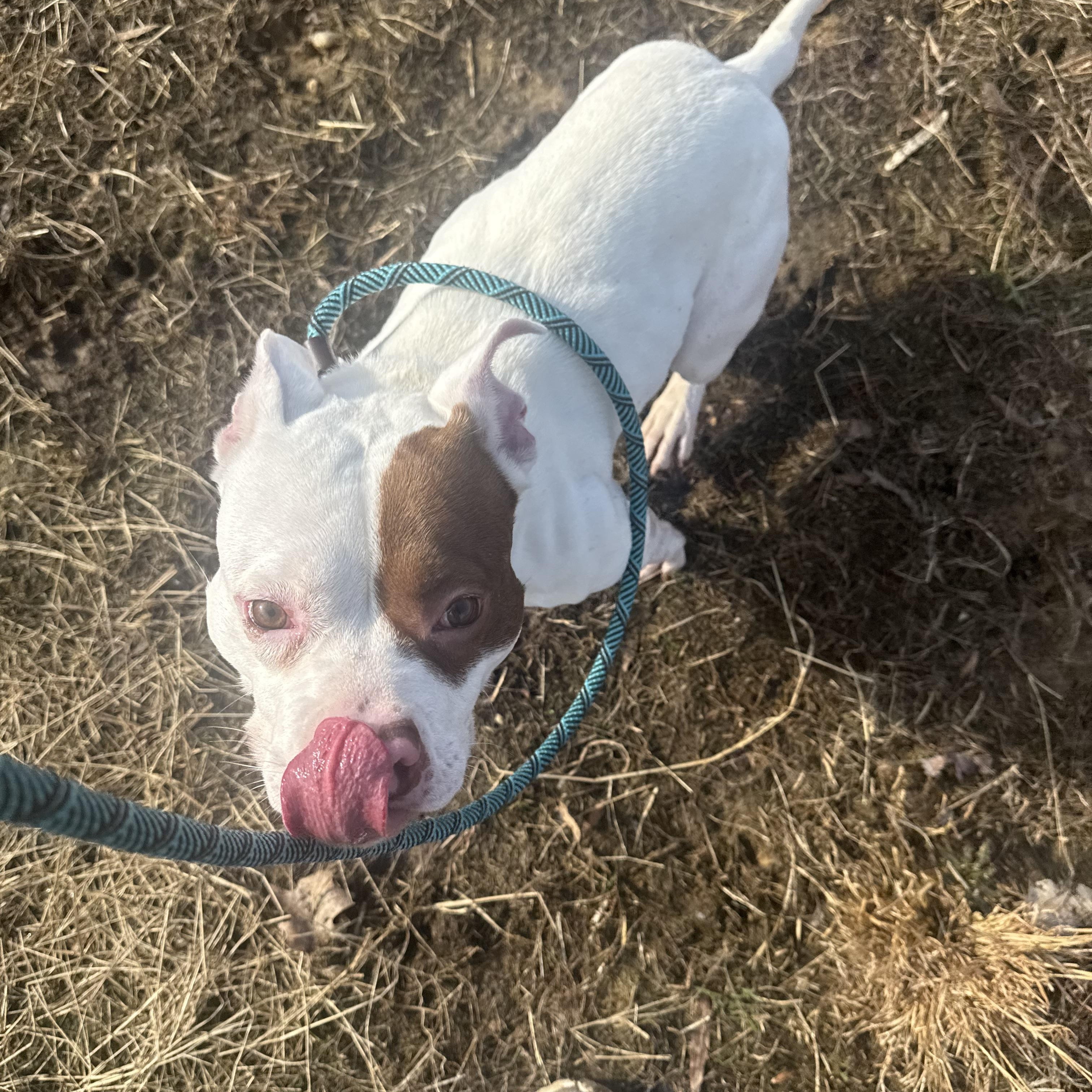 Delilah *** No Adoption Fee Through March***, an adoptable mixed breed in Stafford, VA image 3/4