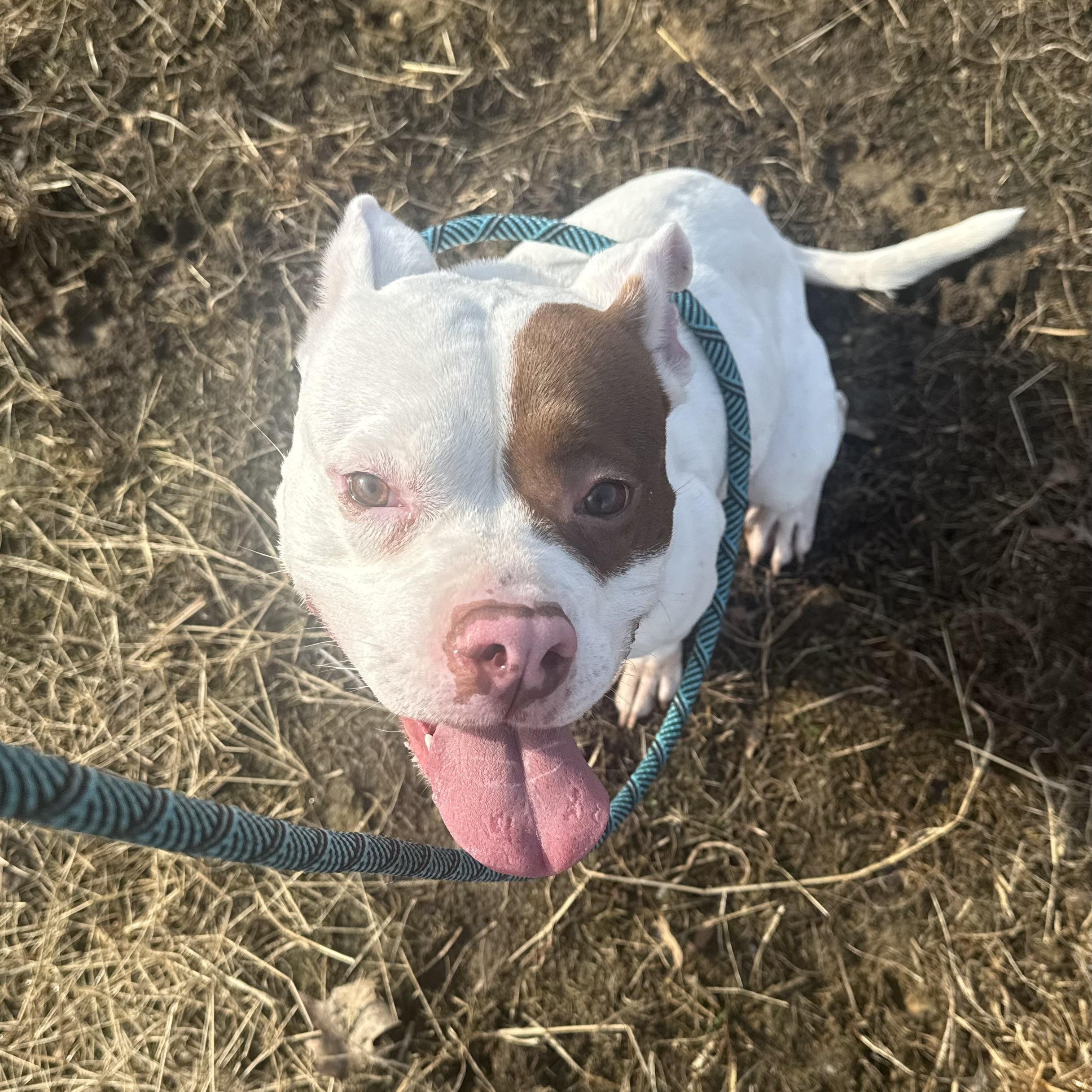 Delilah *** No Adoption Fee Through March***, an adoptable mixed breed in Stafford, VA image 4/4