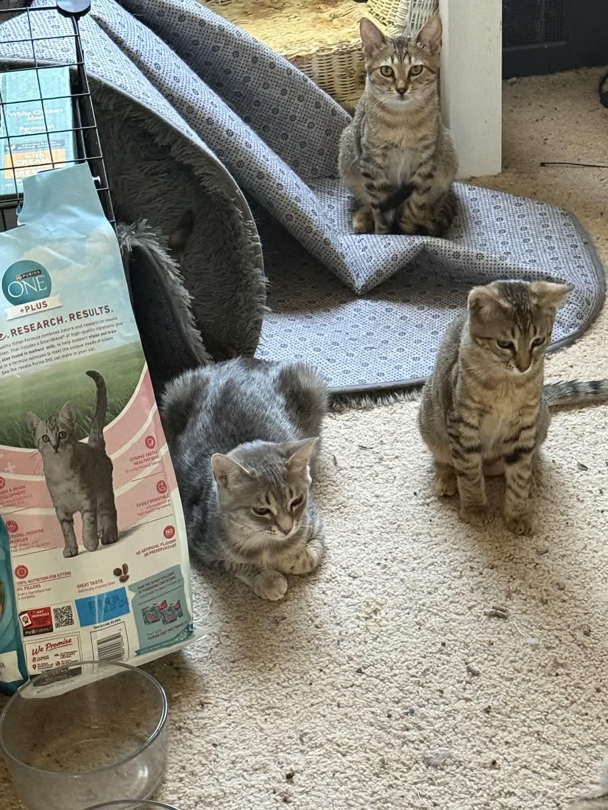 Pippin (Bonded pair w/Ginger)