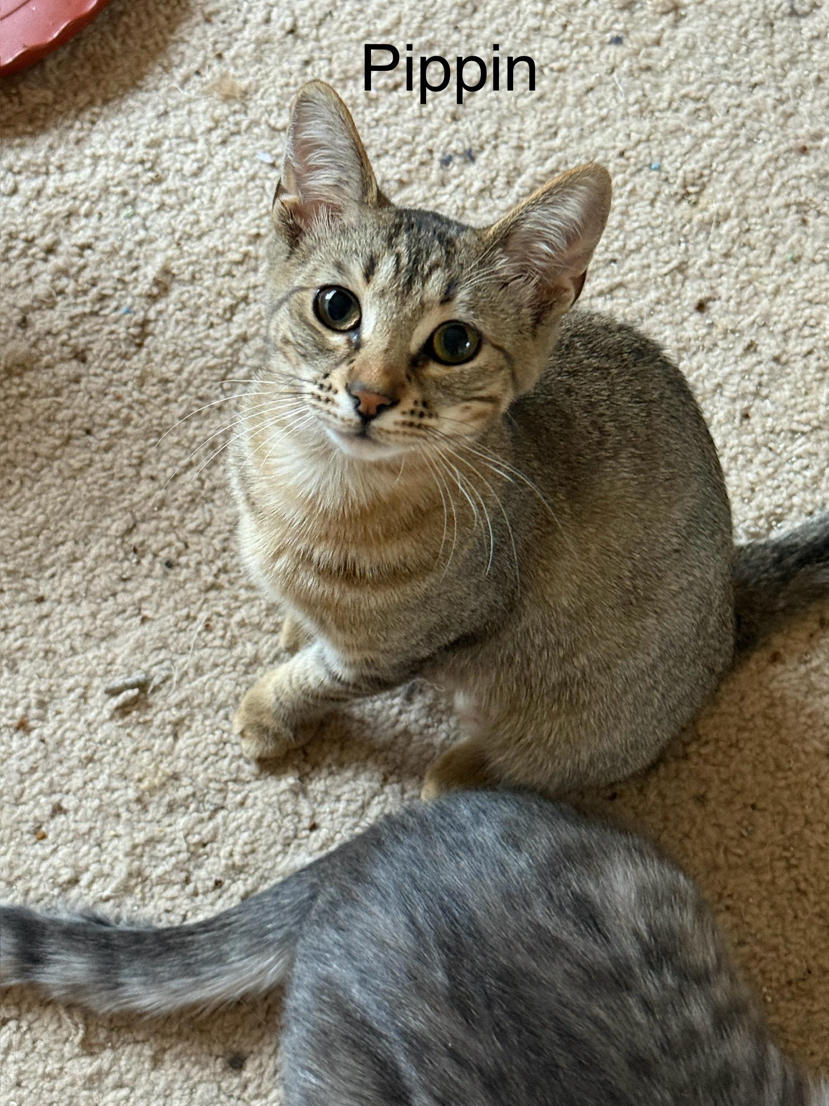 Pippin (Bonded pair w/Ginger)