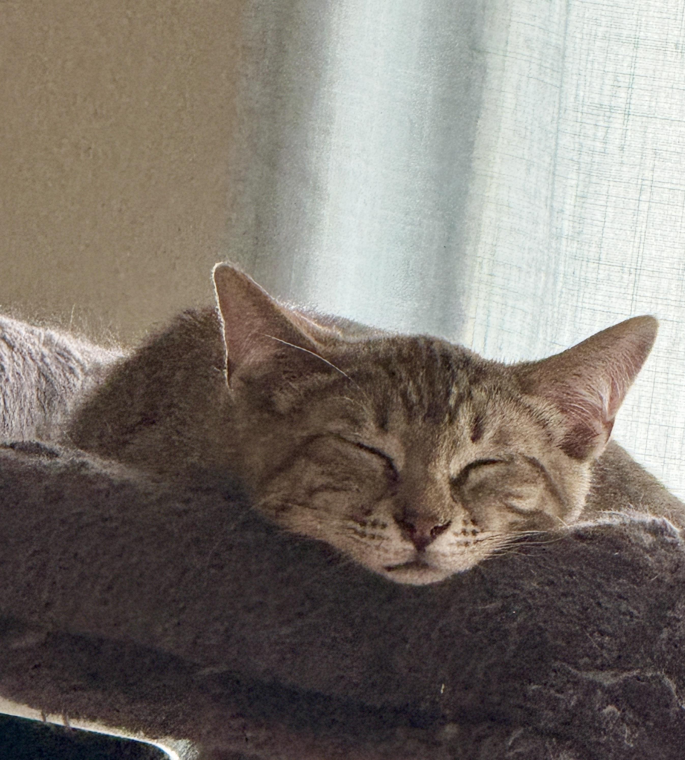 Pippin (Bonded pair w/Ginger)