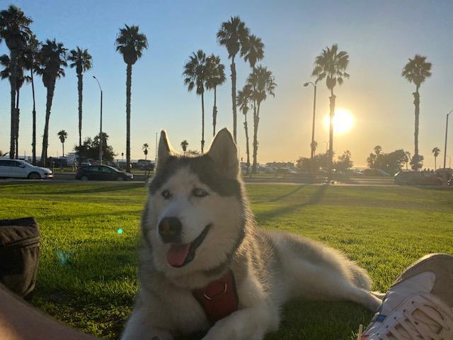 Enlarge Luna, a ADOPTABLE Siberian Husky in Rancho Palos Verdes, CA image 1/3