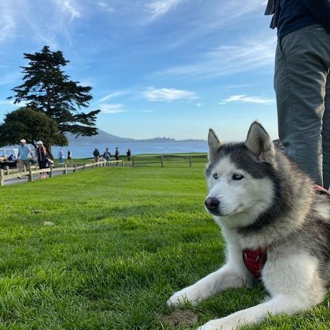 Enlarge Luna, a ADOPTABLE Siberian Husky in Rancho Palos Verdes, CA image 2/3