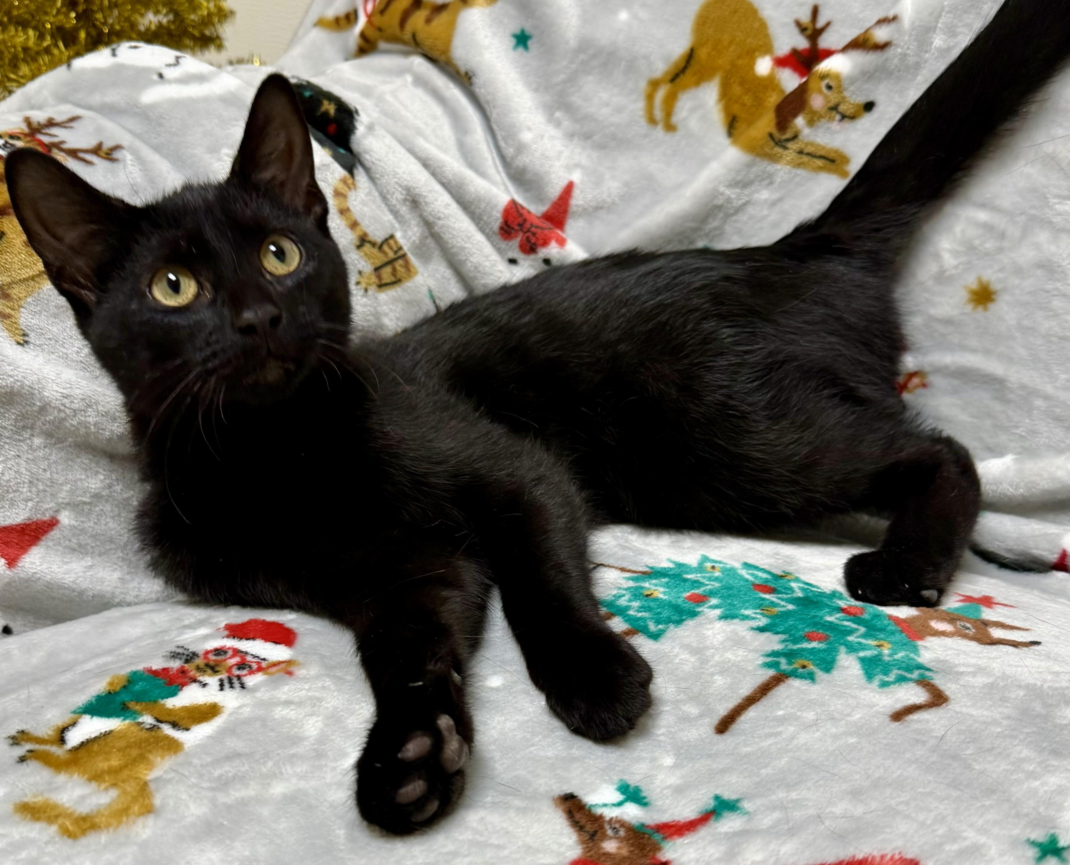 Enlarge Ash, a ADOPTABLE Domestic Short Hair in Miller Beach, IN image 1/1