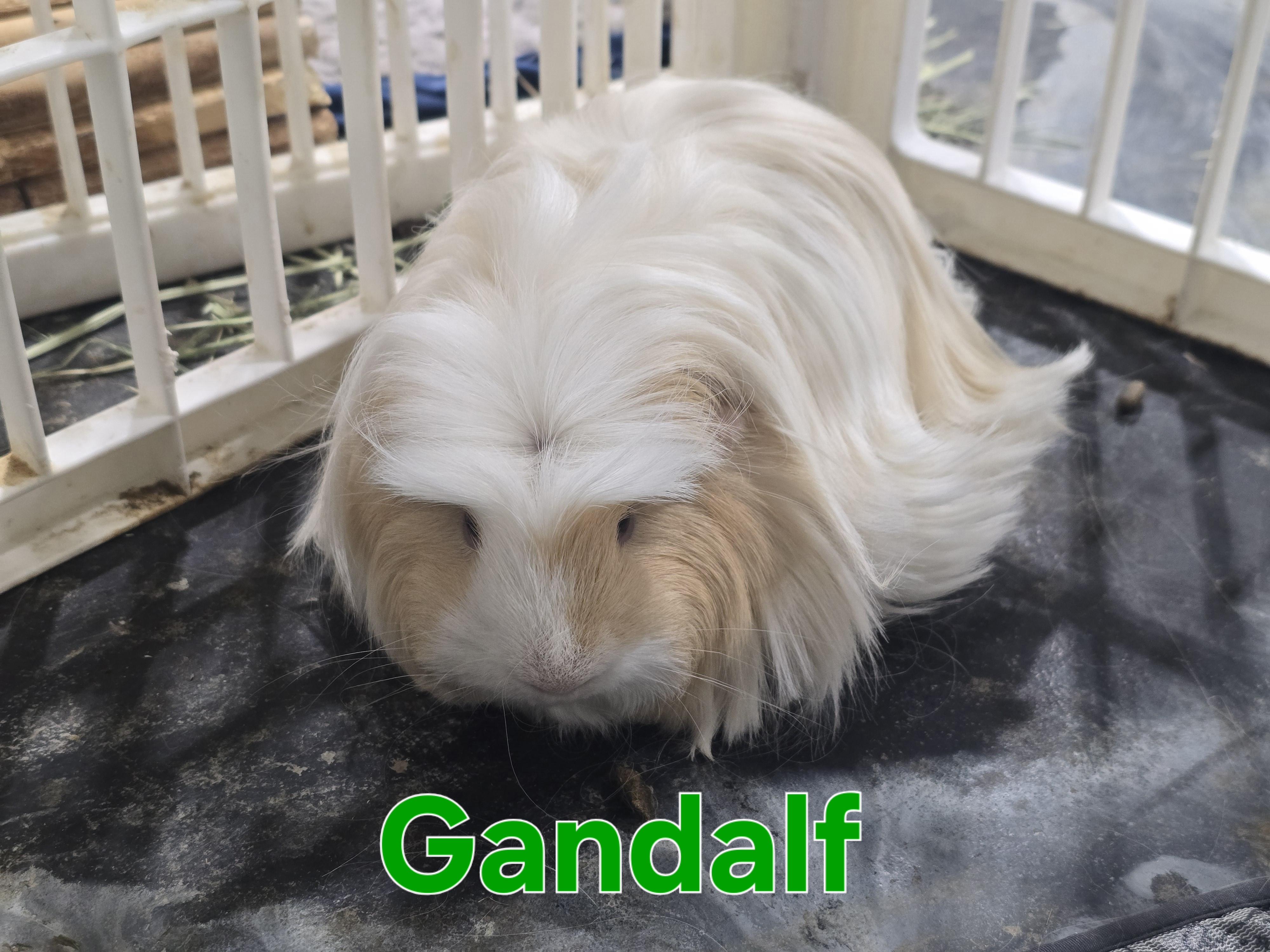 Enlarge Gandalf and Biscuit, a Adoptable Abyssinian in Idaho Falls, ID image 2/2