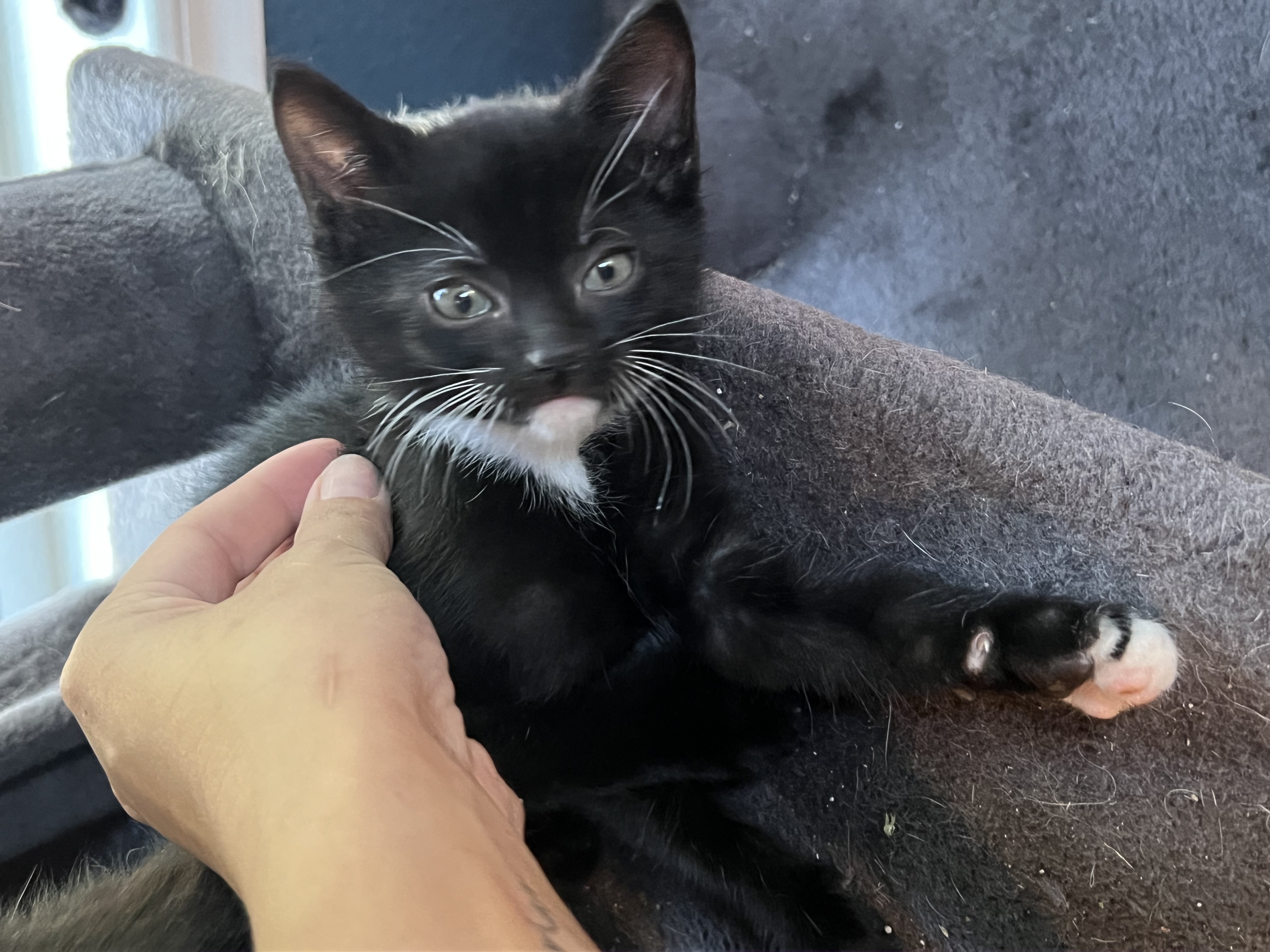 Owen, an adoptable Tuxedo, Tabby in Eustace, TX, 75124 | Photo Image 2