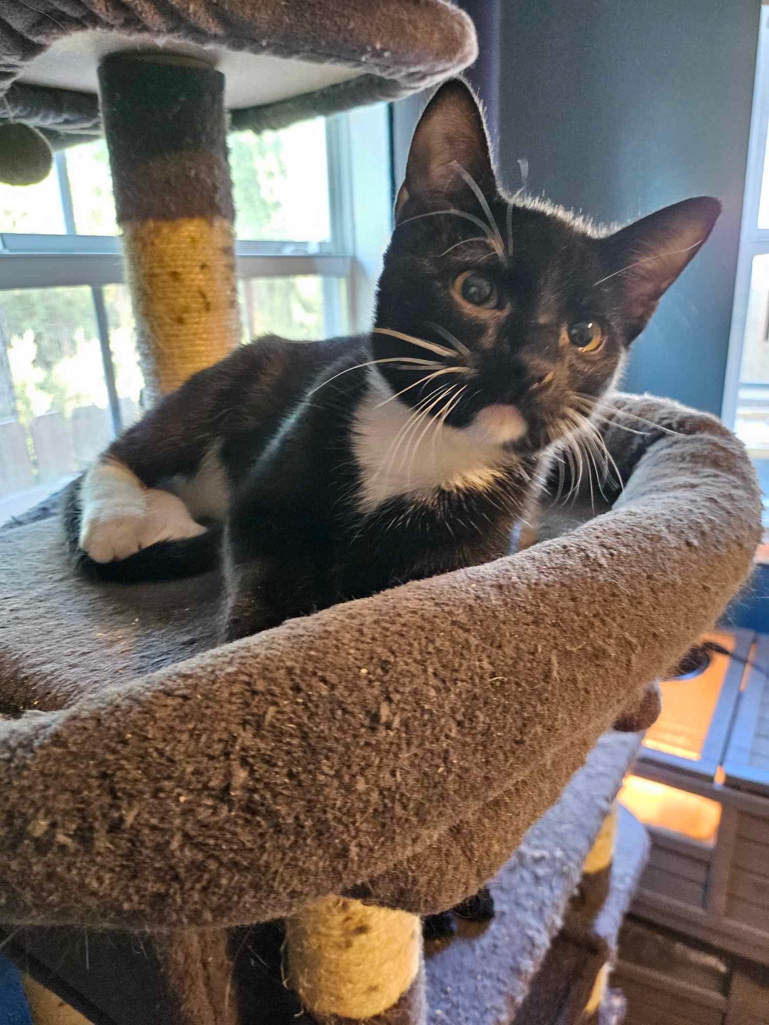 Owen, an adoptable Tuxedo, Tabby in Eustace, TX, 75124 | Photo Image 1