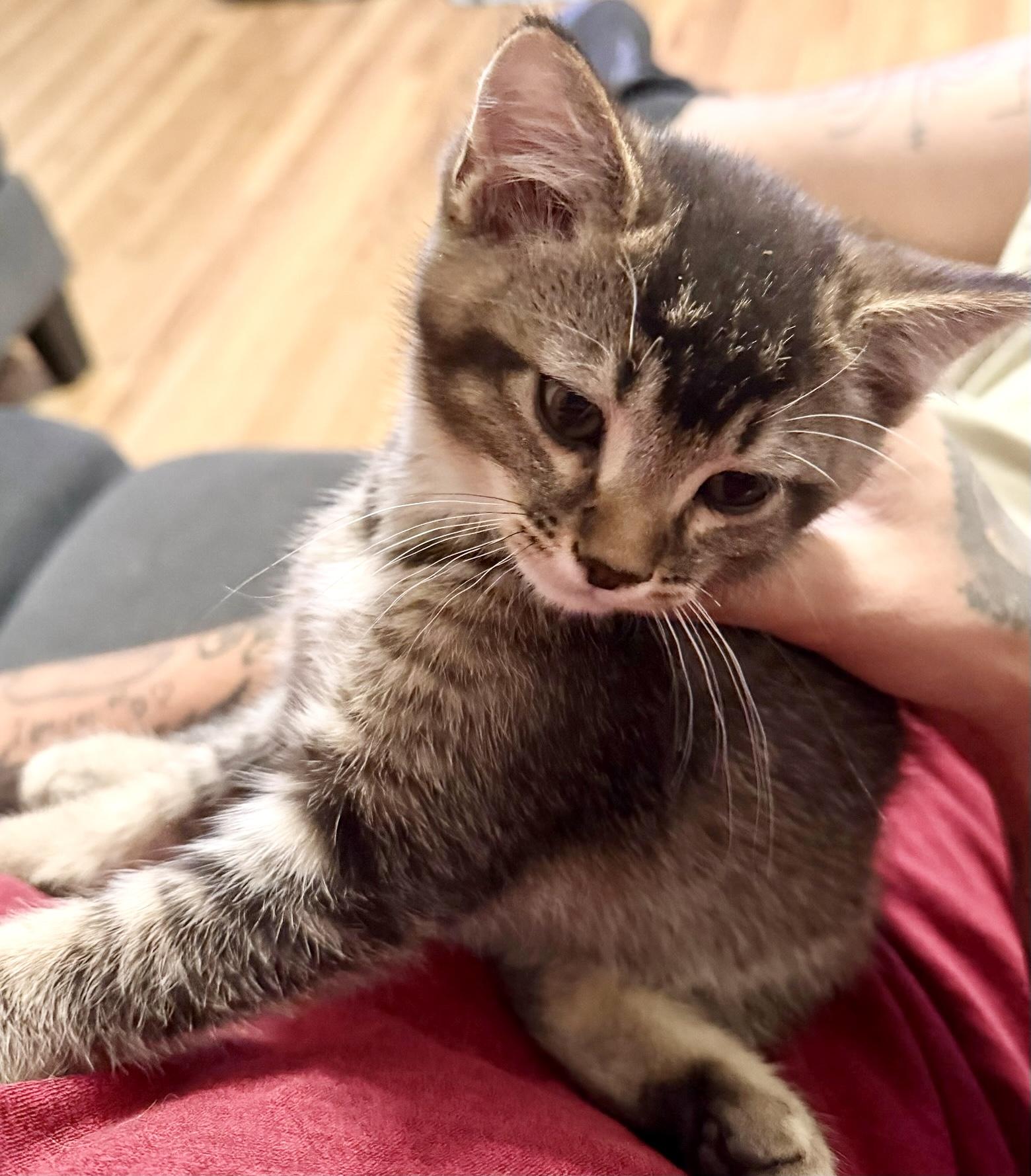 Enlarge Reggie, an adopted Domestic Short Hair in Pocatello, ID image 1/1