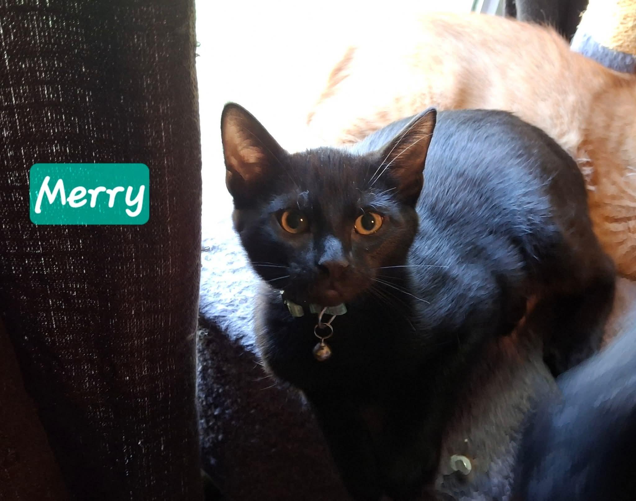 Merry, Adoptable, Kitten Male Domestic Short Hair.