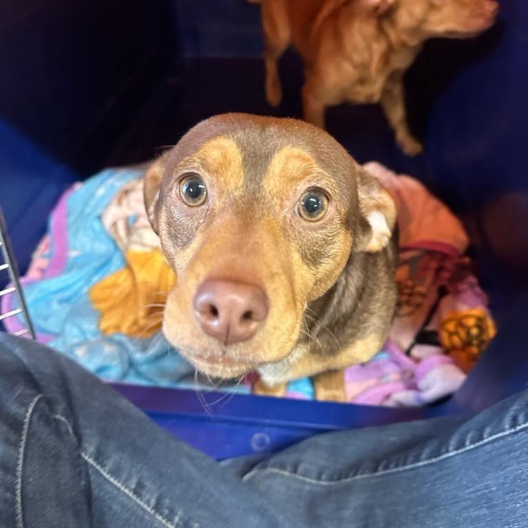 Hershey, Adoptable, Adult Male Dachshund & Chihuahua.